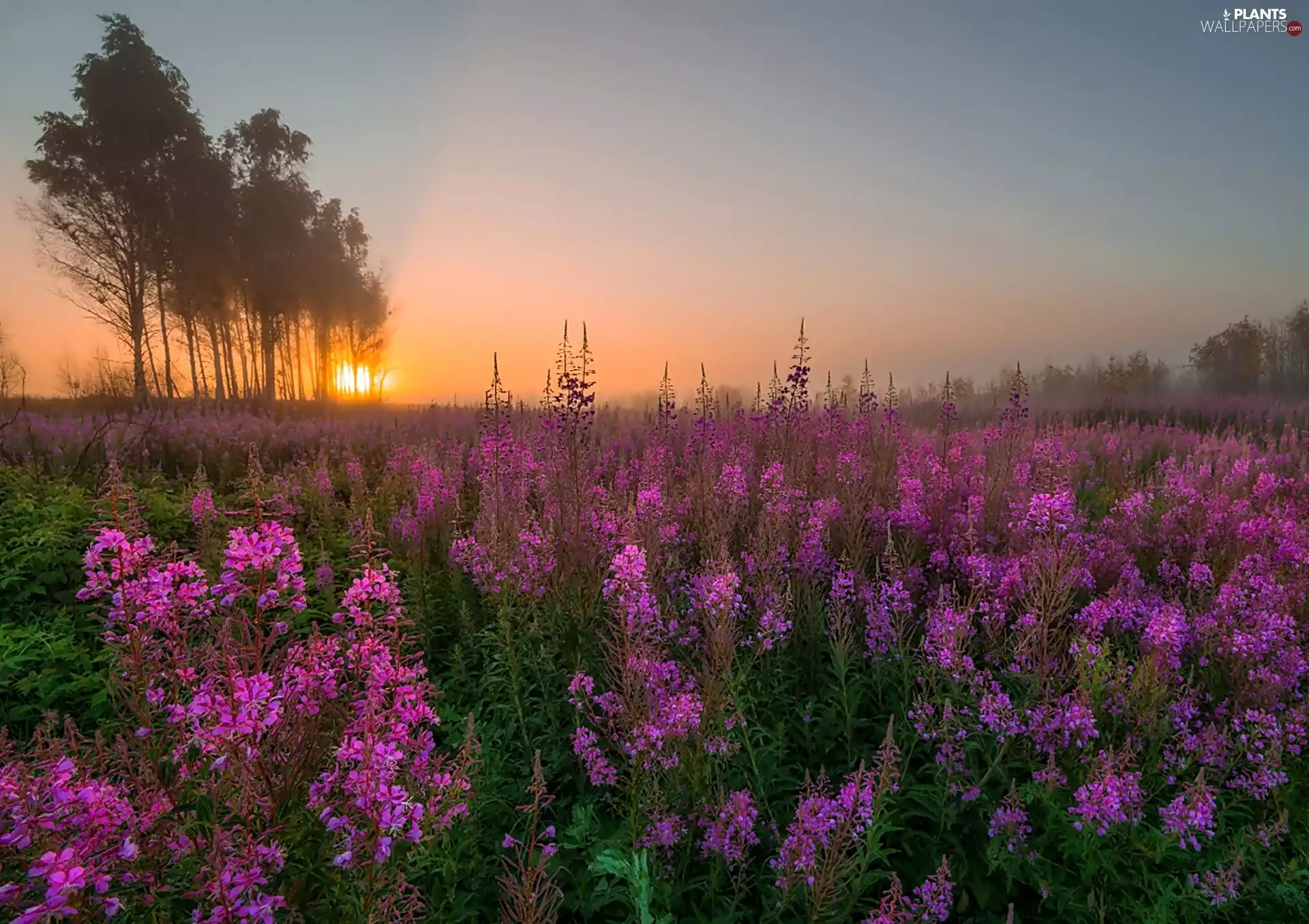 Sunrise, Flowers, viewes, Fog, Wildflowers, trees, Meadow