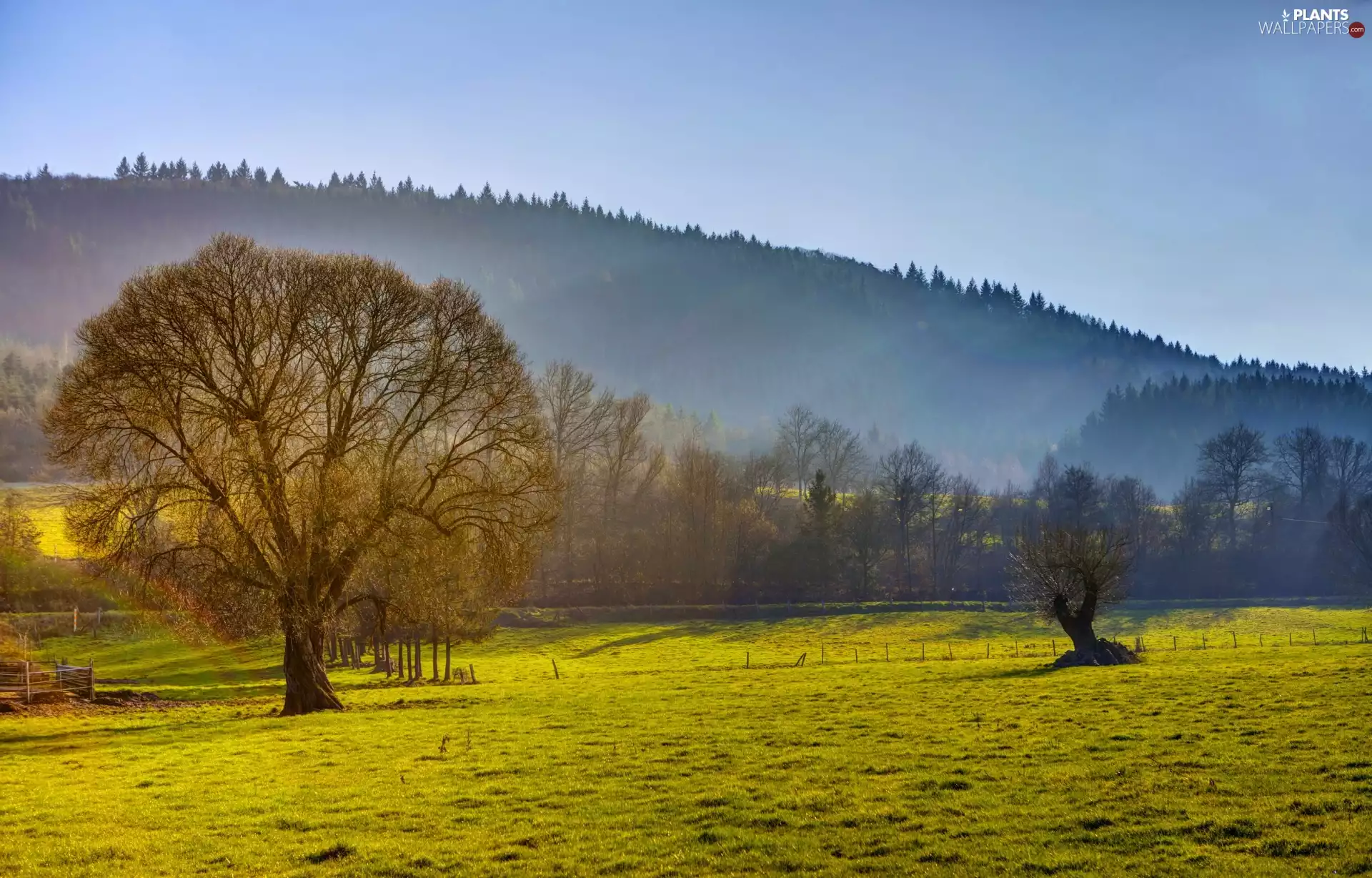 Field, forested, viewes, Fog, trees, The Hills