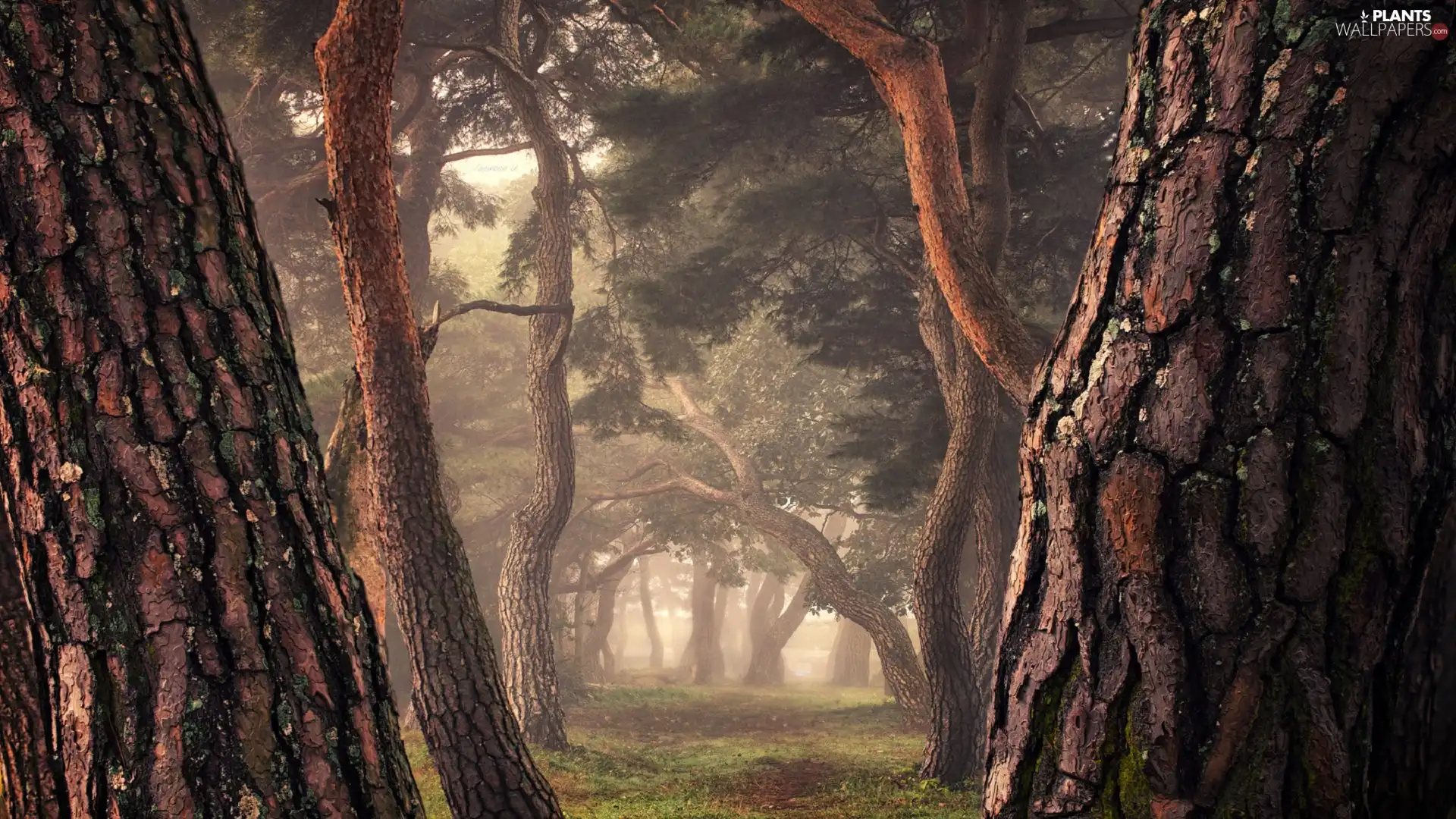 pine, trees, morning, Fog, forest, viewes