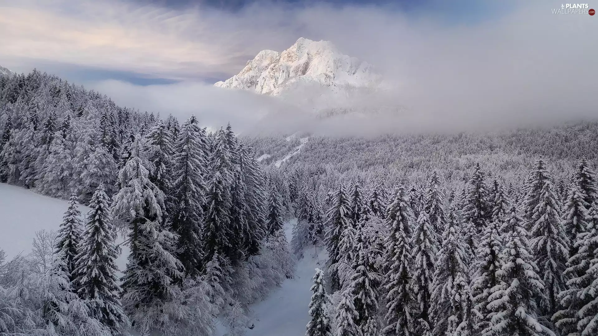 Snowy, Mountains, viewes, Fog, winter, trees, forest