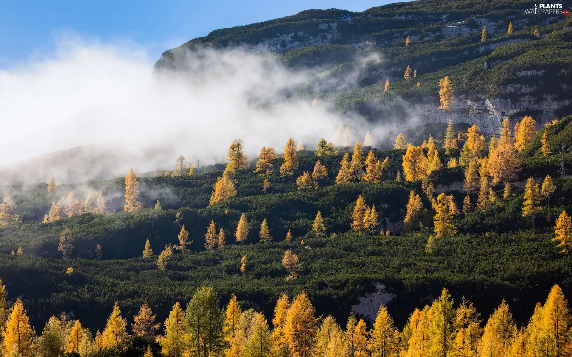 Yellow, rocks, viewes, Fog, Mountains, trees, Larches