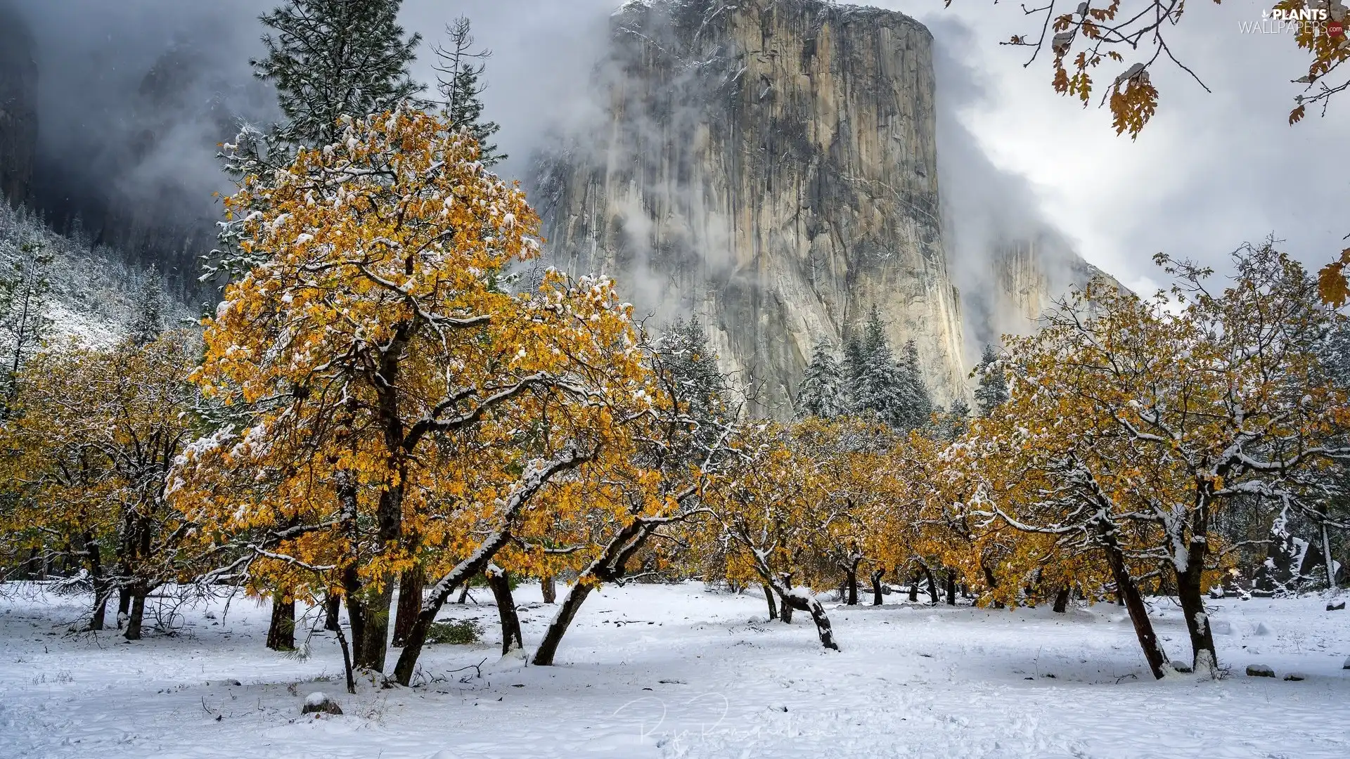 Yellow, Rocks, viewes, Fog, mountains, trees, snow