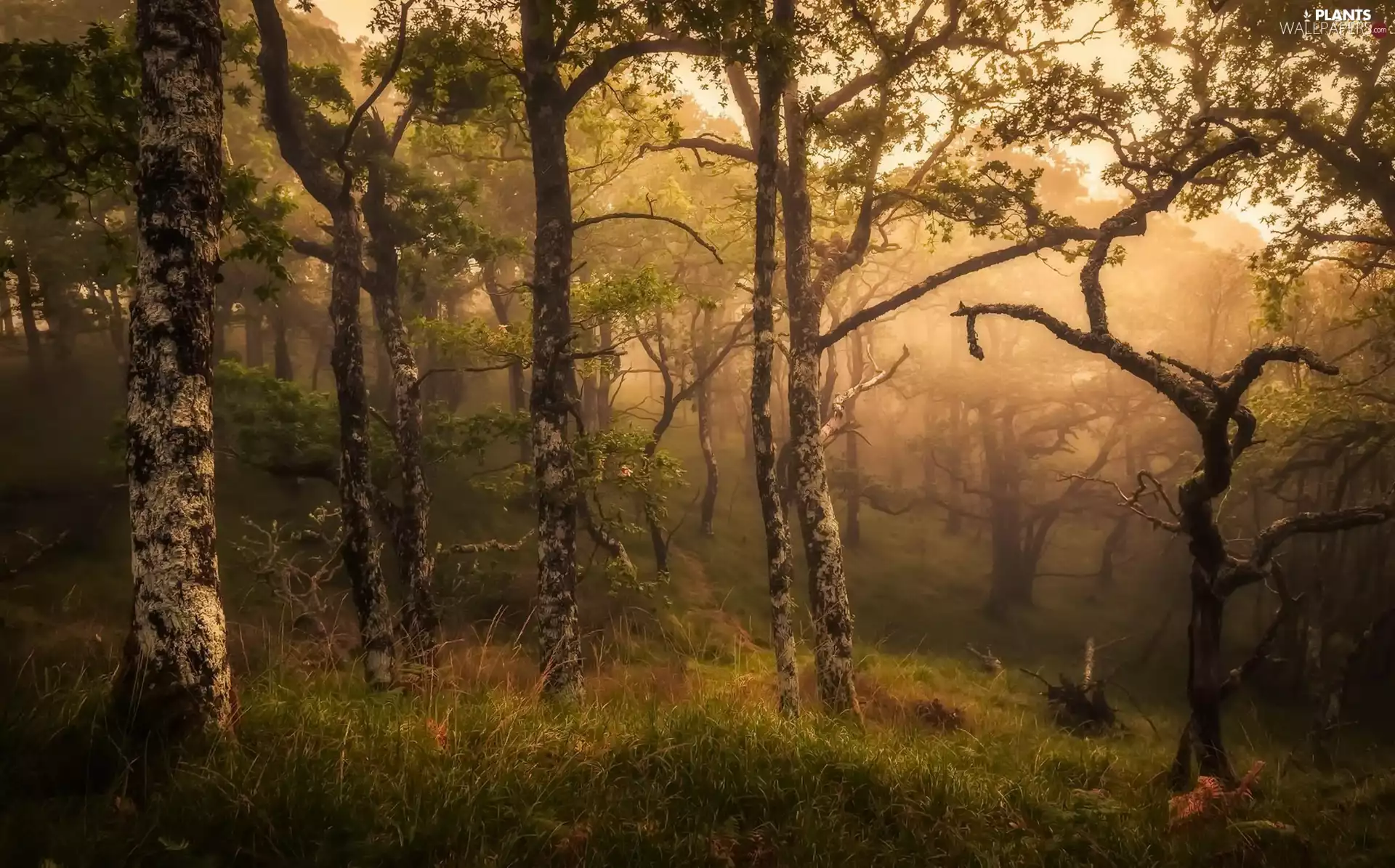forest, Scotland, viewes, Fog, trees, Highland County