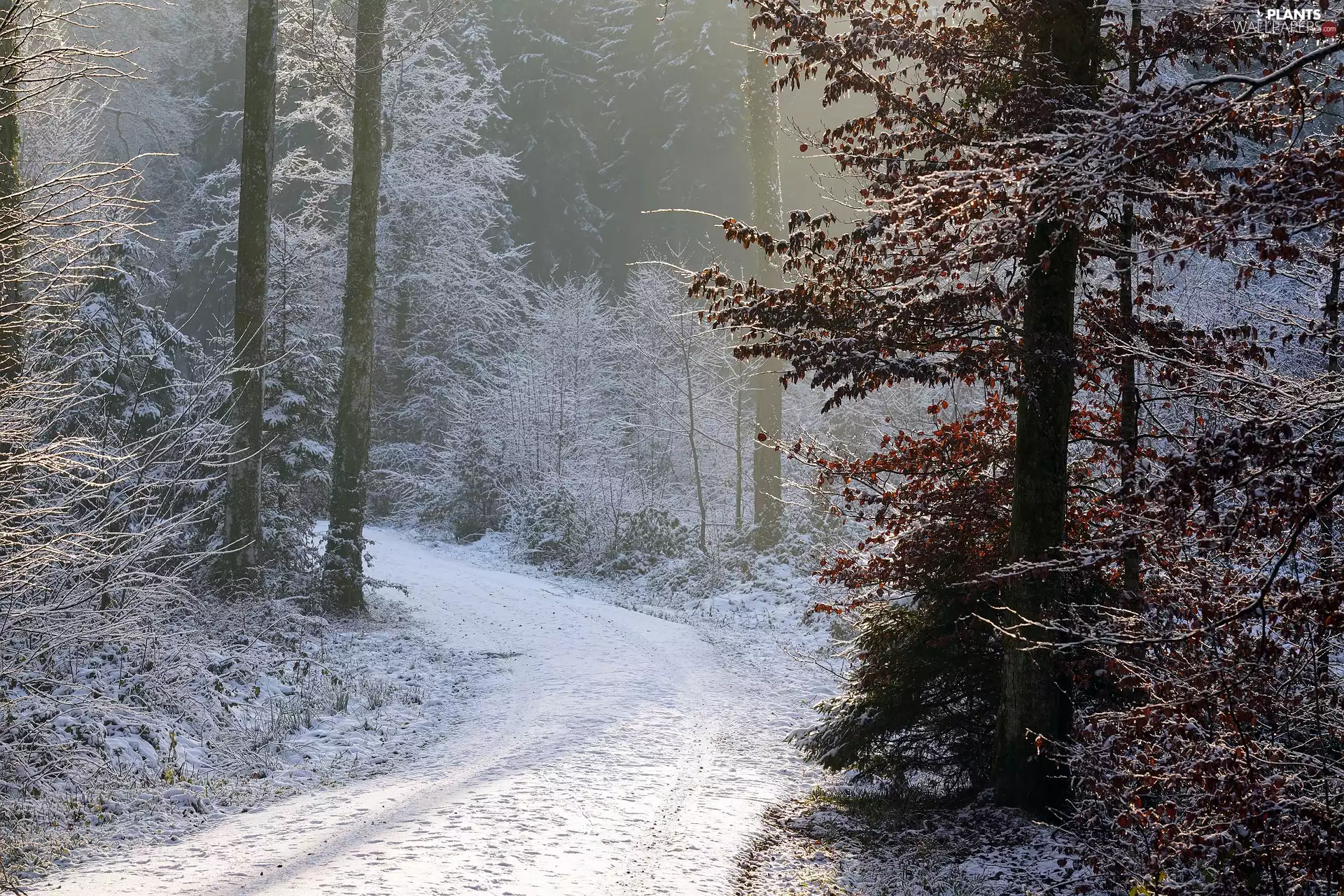 forest, snow, viewes, Fog, winter, trees, Way