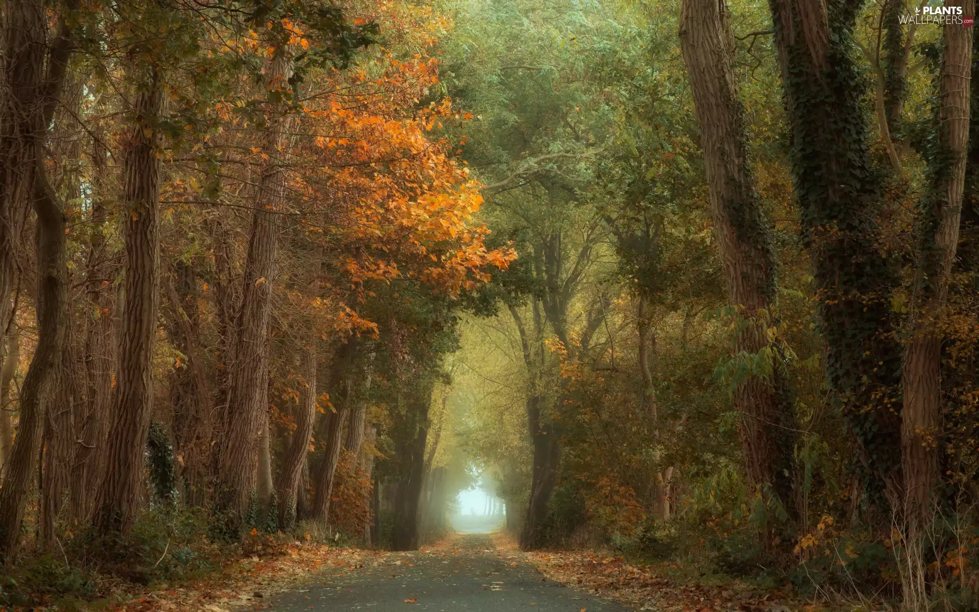 Way, Fog, viewes, autumn, trees