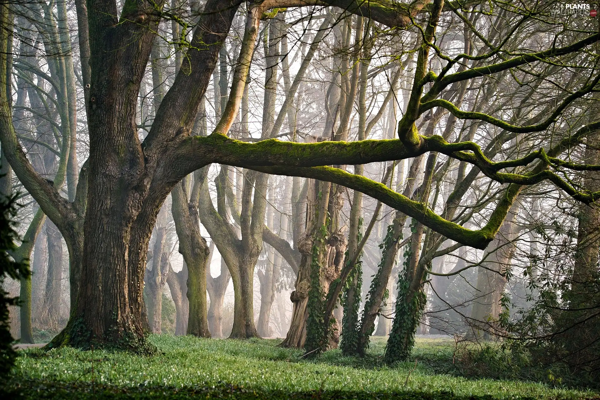 morning, Fog, viewes, forest, trees