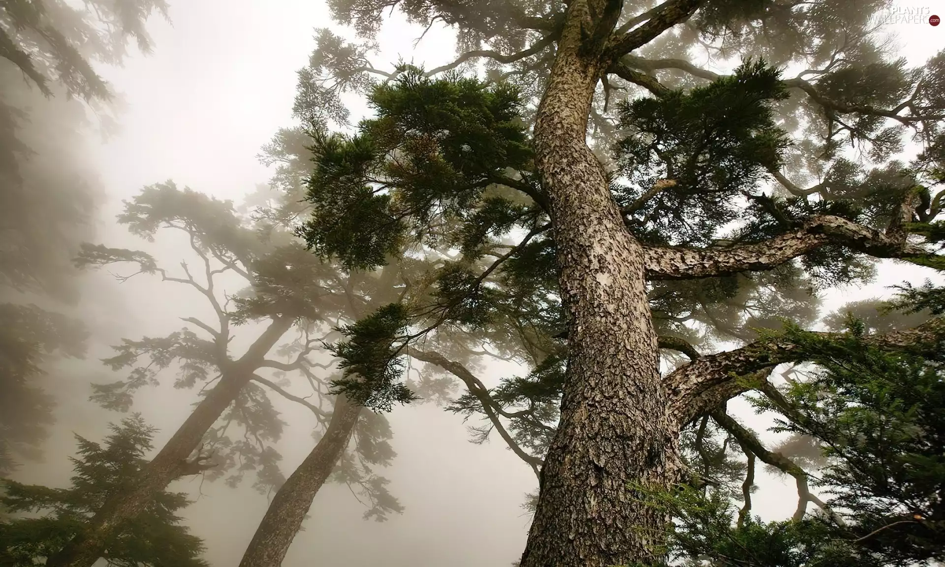 morning, Fog, viewes, pine, trees