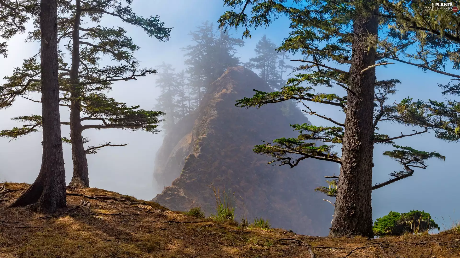 Rocks, Fog, viewes, pine, trees
