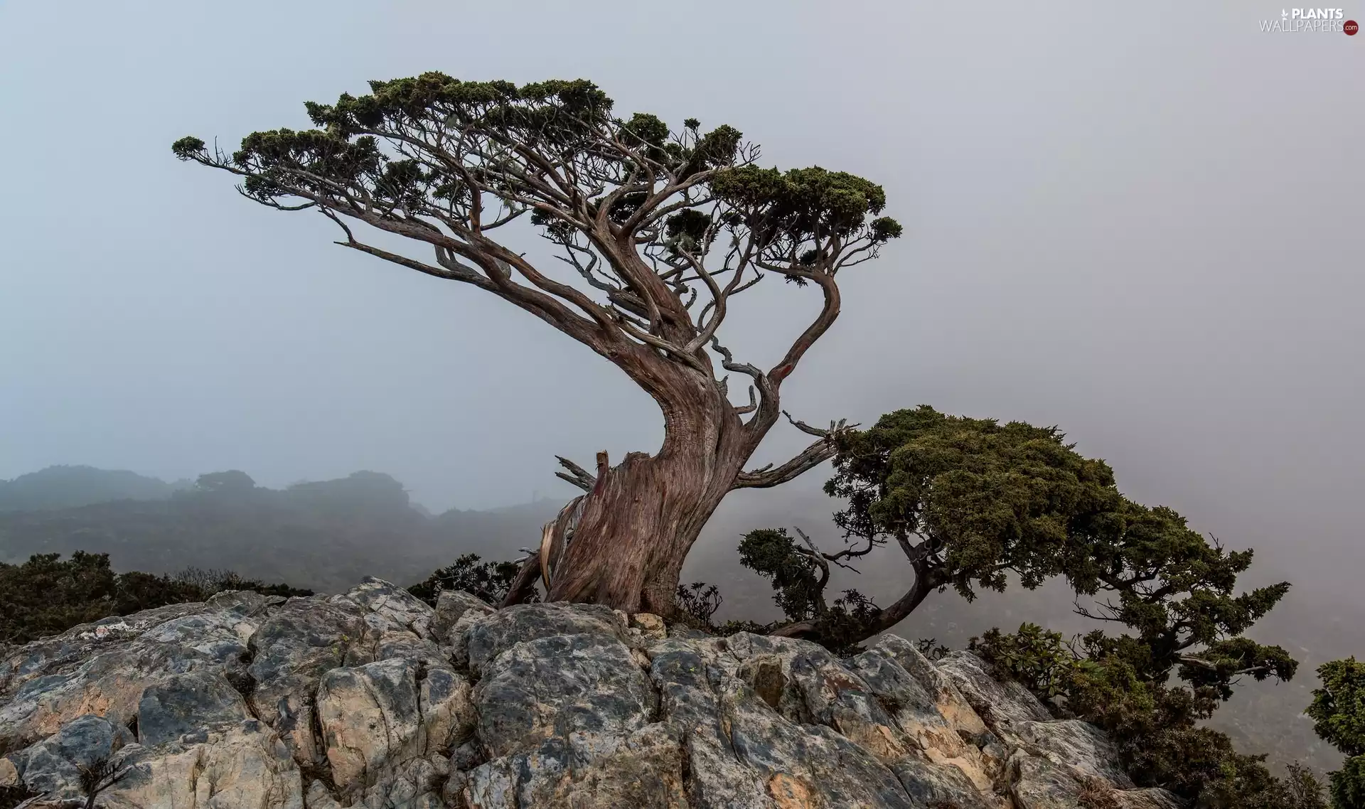 rocks, Fog, viewes, pine, trees