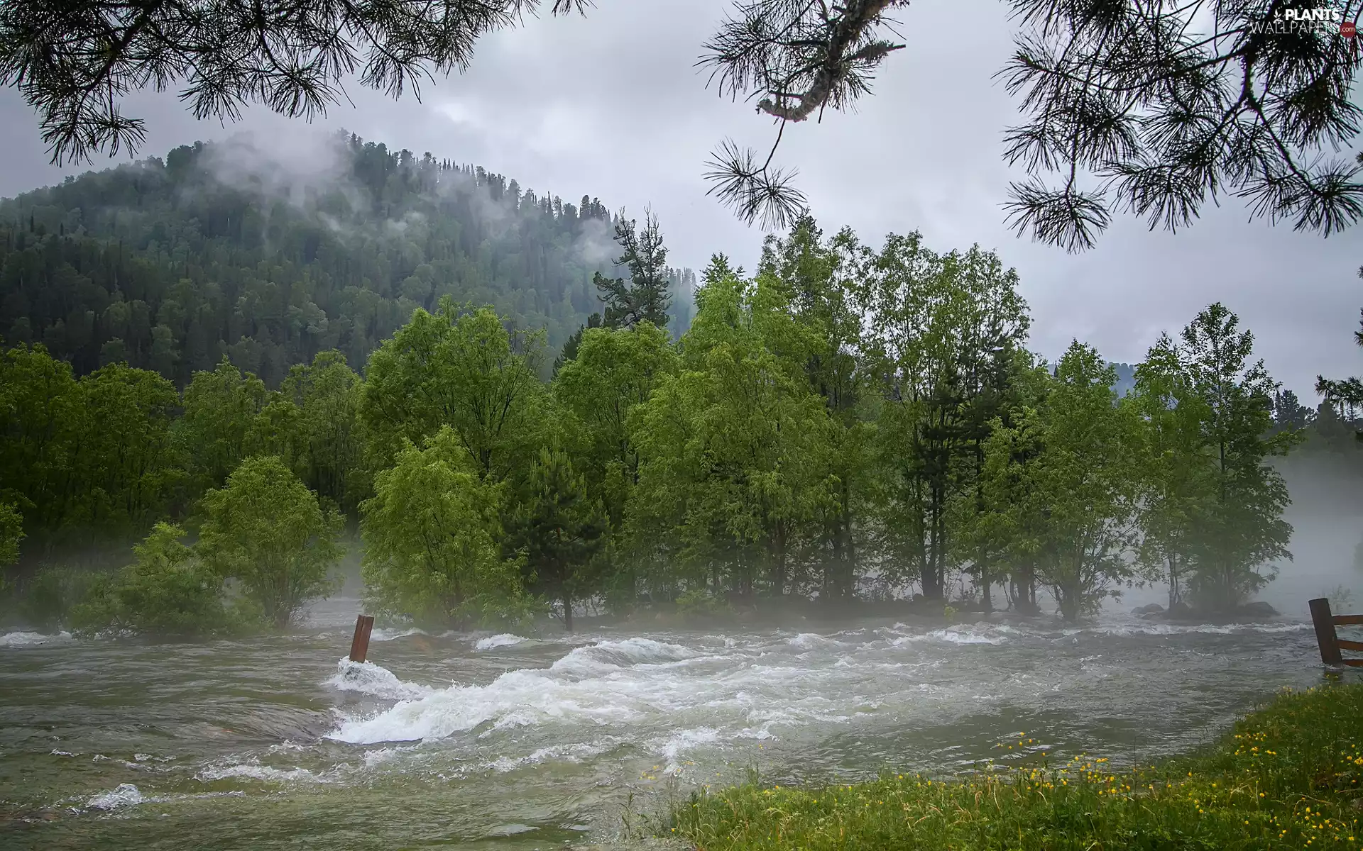 Mountains, Fog, viewes, River, trees