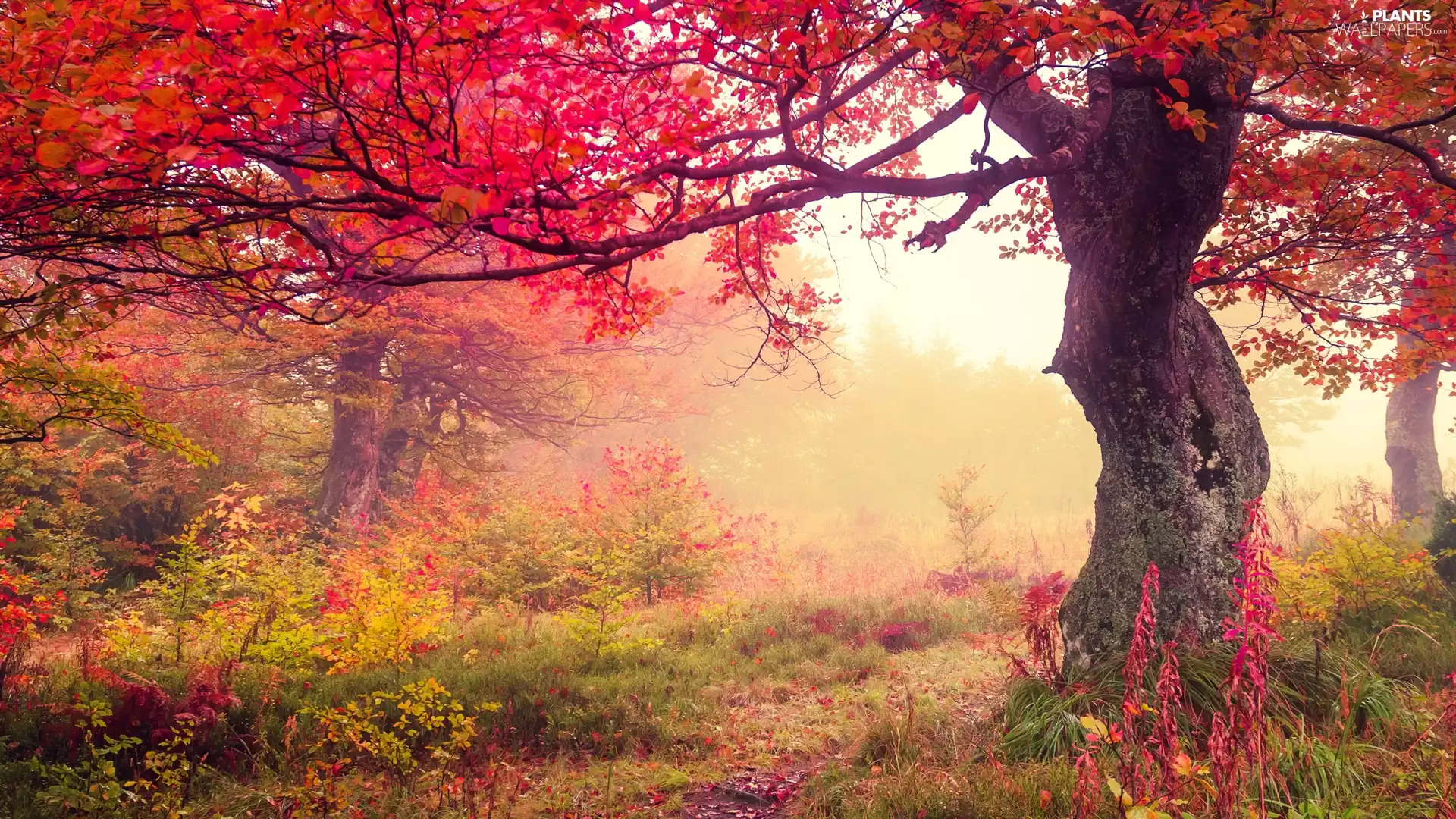 autumn, Fog, viewes, VEGETATION, trees