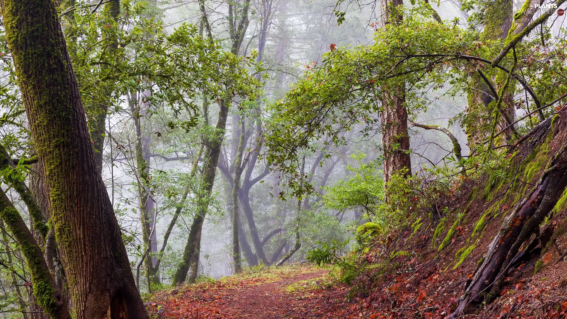 scarp, Fog, viewes, Way, trees