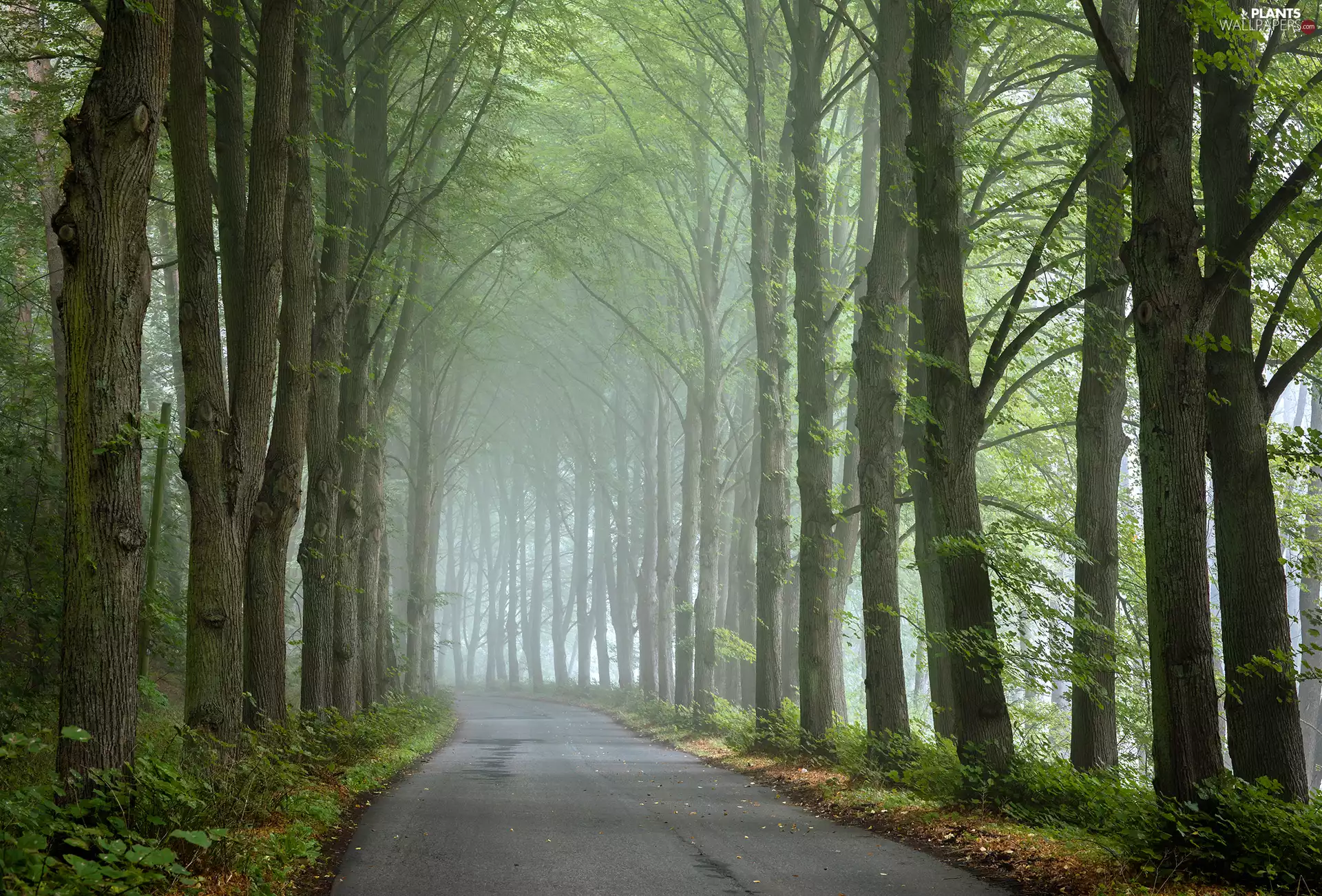high, Way, viewes, Fog, trees, green ones