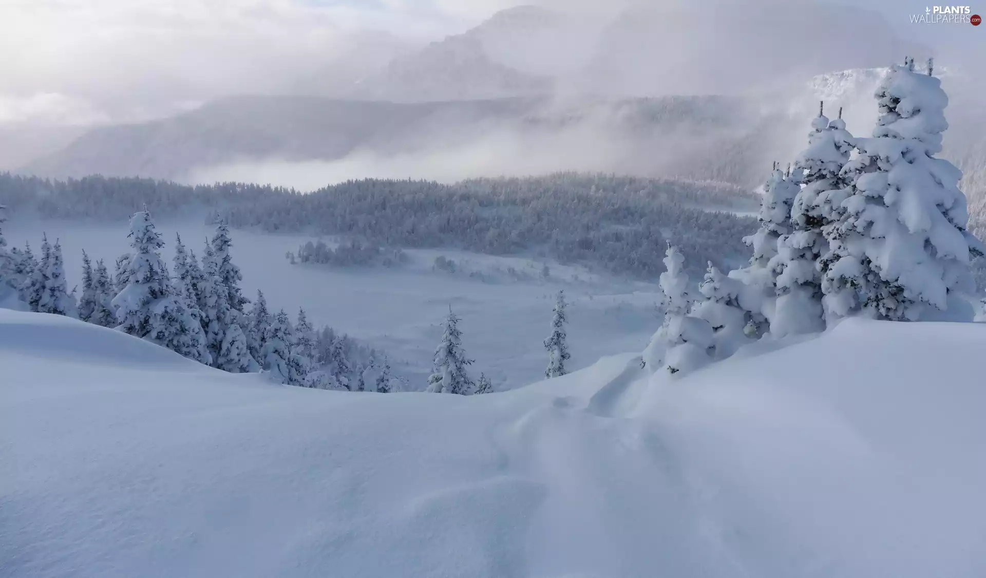 Snowy, winter, viewes, Fog, Mountains, trees, Spruces