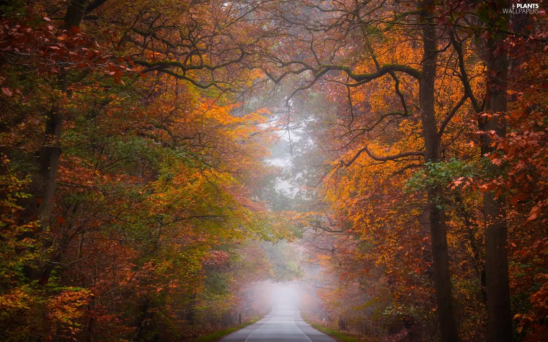 trees, forest, autumn, Fog, viewes, Way