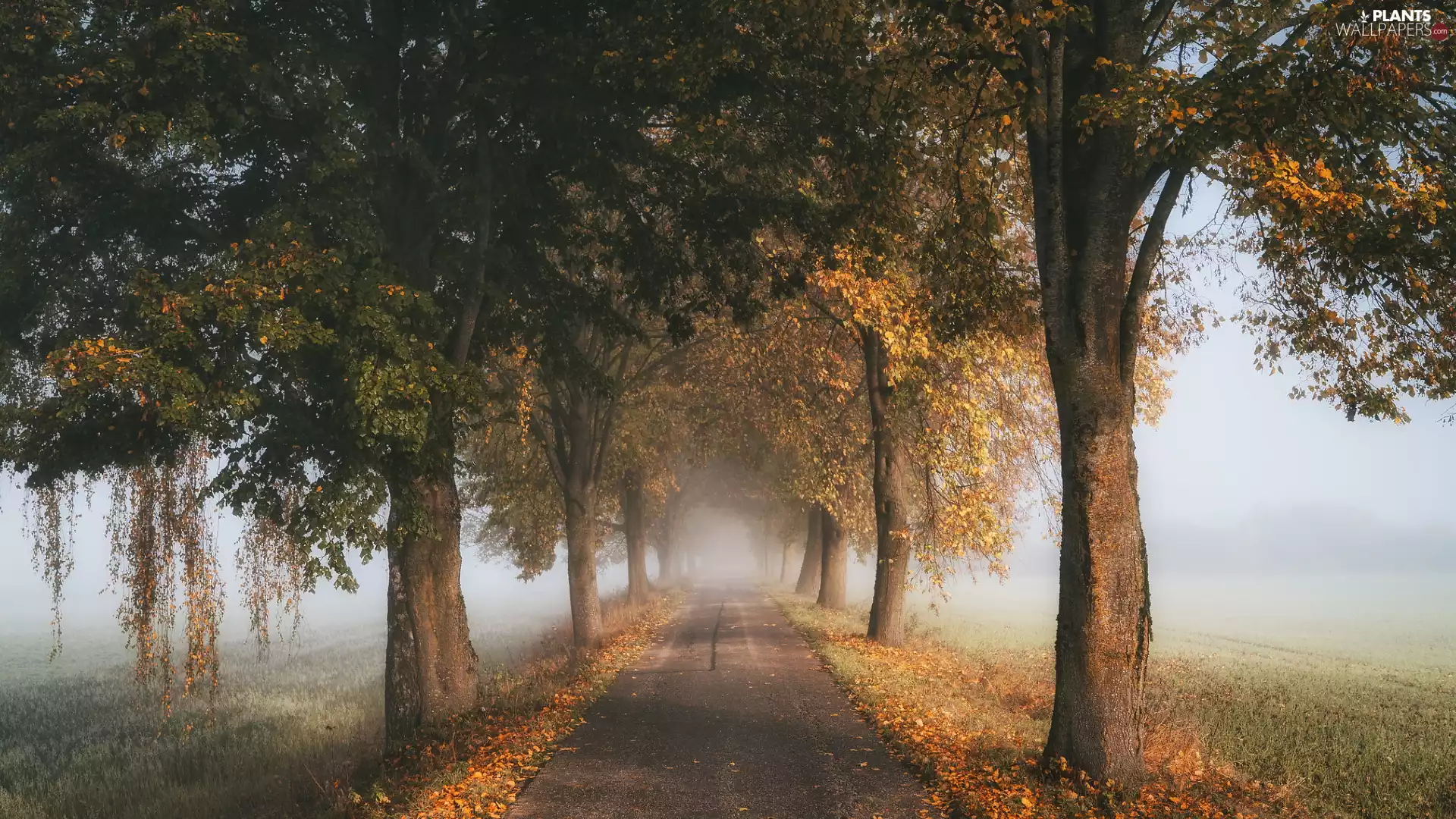trees, autumn, Avenues, Fog, viewes, Way