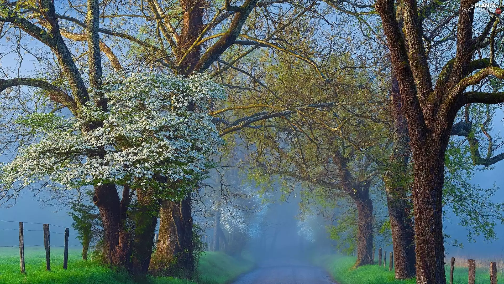 viewes, Fog, Way, trees, dawn