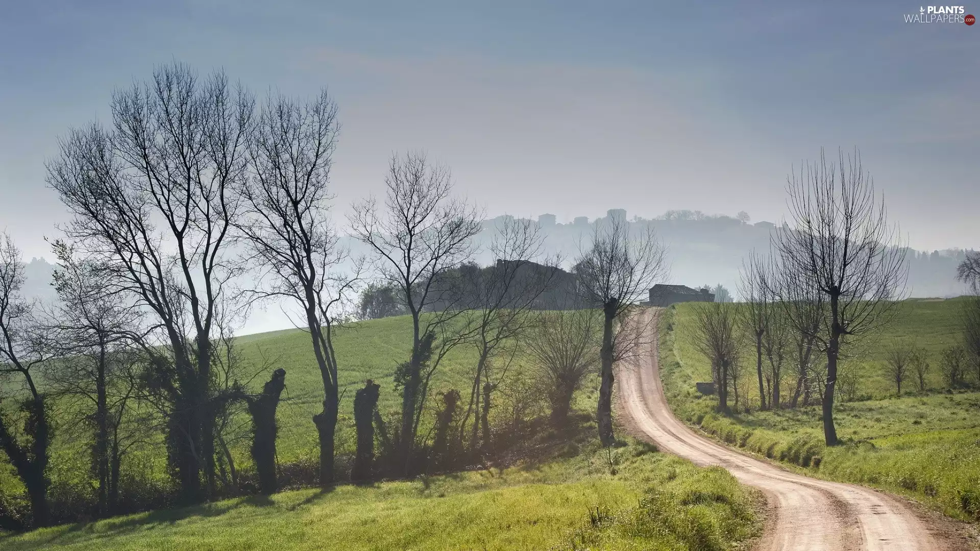 viewes, Fog, Way, trees, field
