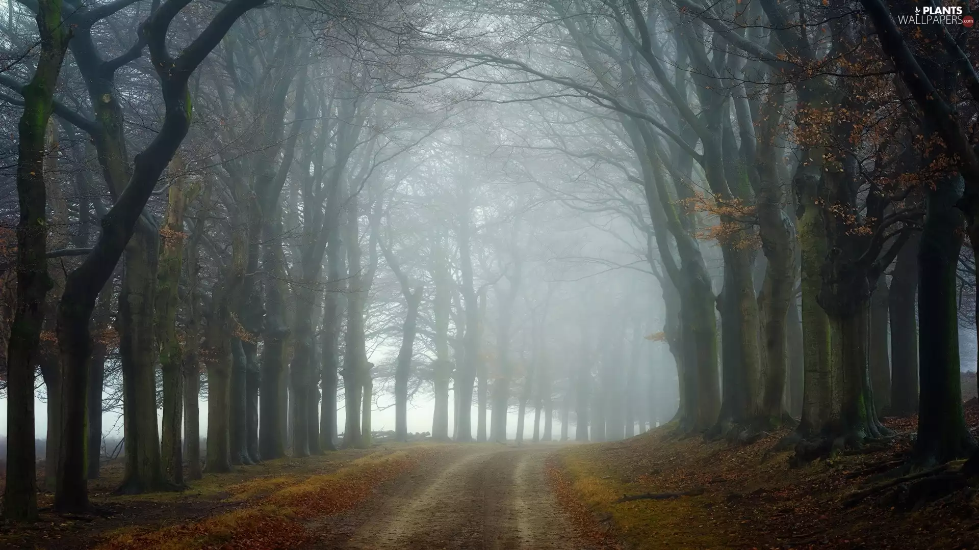 trees, autumn, forest, Fog, viewes, Way