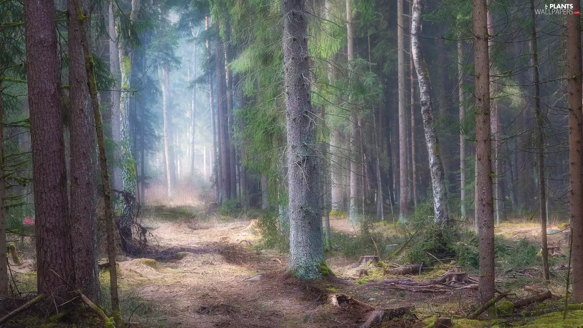 viewes, Fog, Way, trees, forest