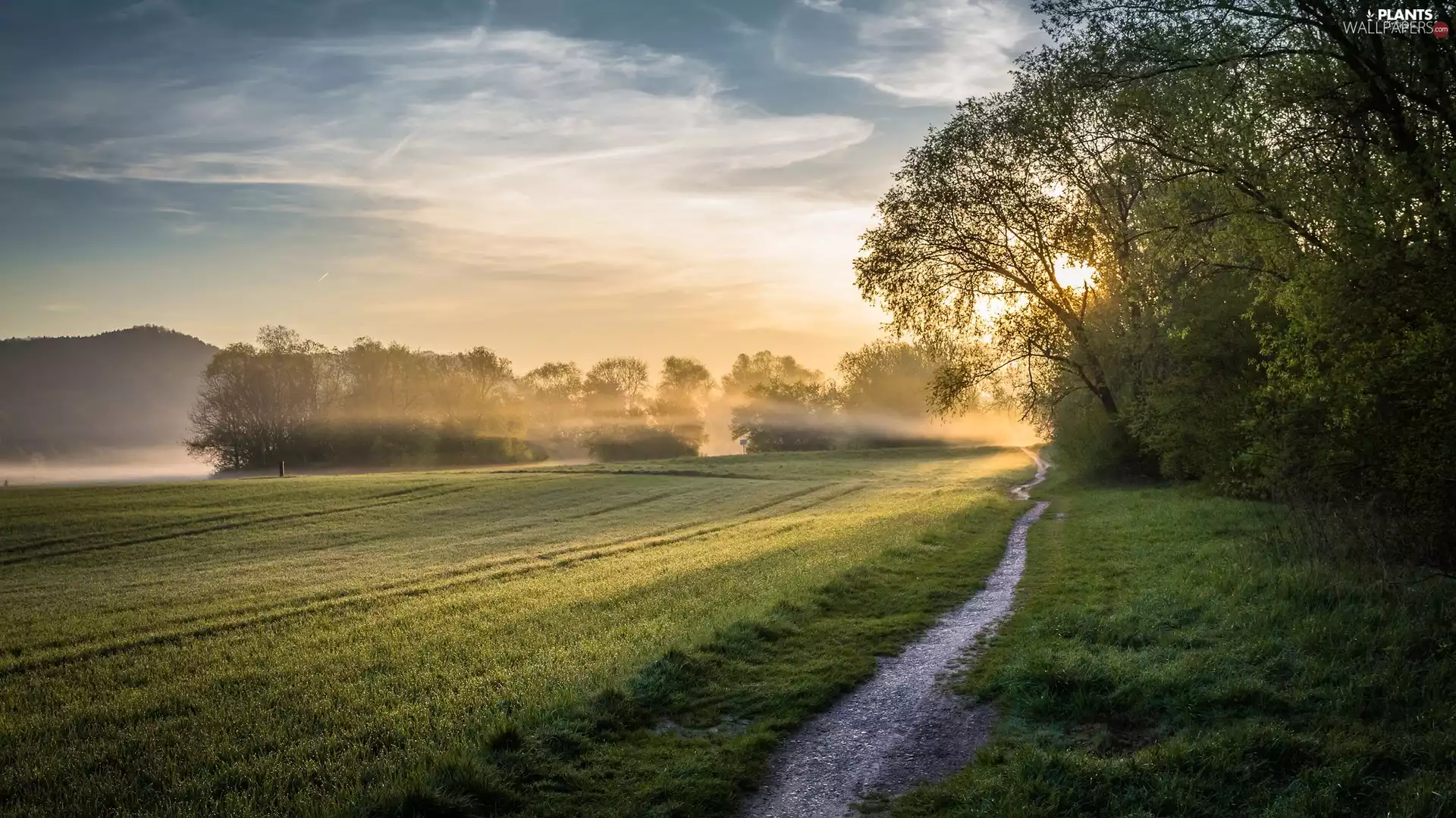 trees, Field, Sunrise, Fog, viewes, Way