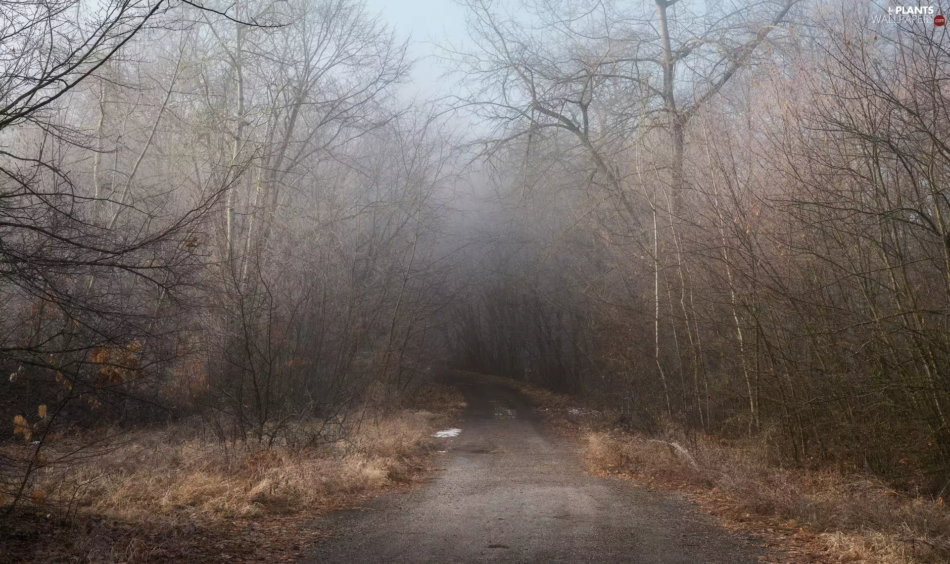 leafless, forest, viewes, Fog, trees, Way