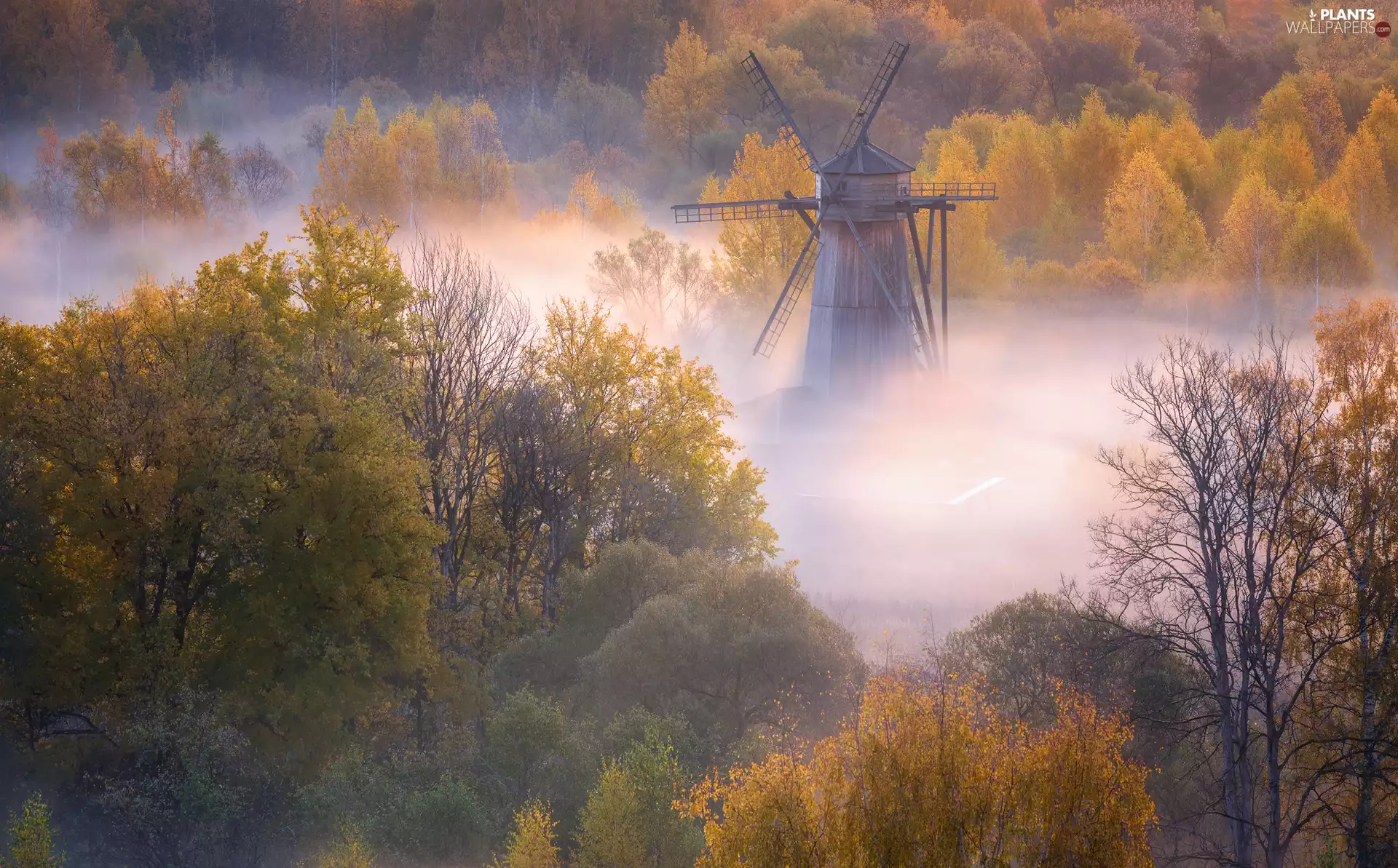 viewes, Fog, Windmill, trees, autumn
