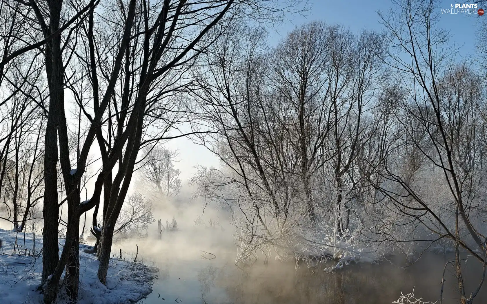 Fog, winter, viewes, River, trees