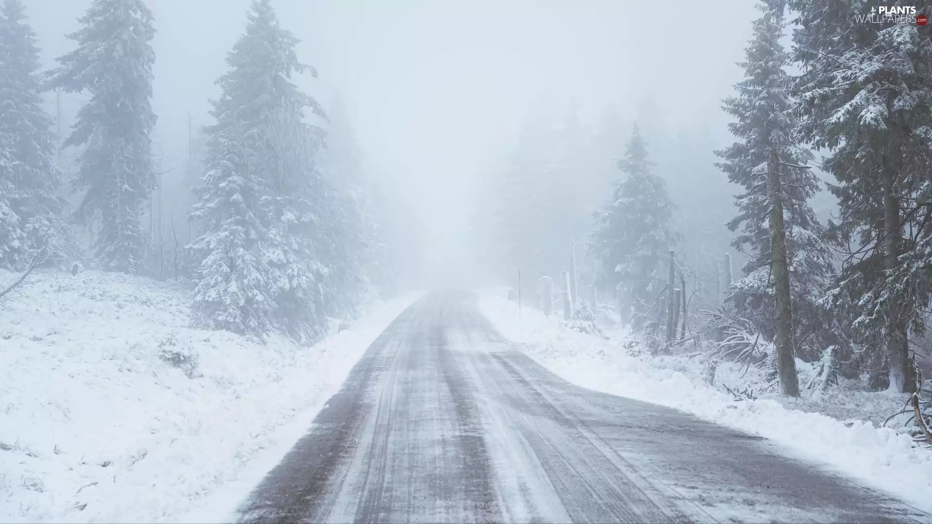 snow, Way, viewes, Fog, trees, winter