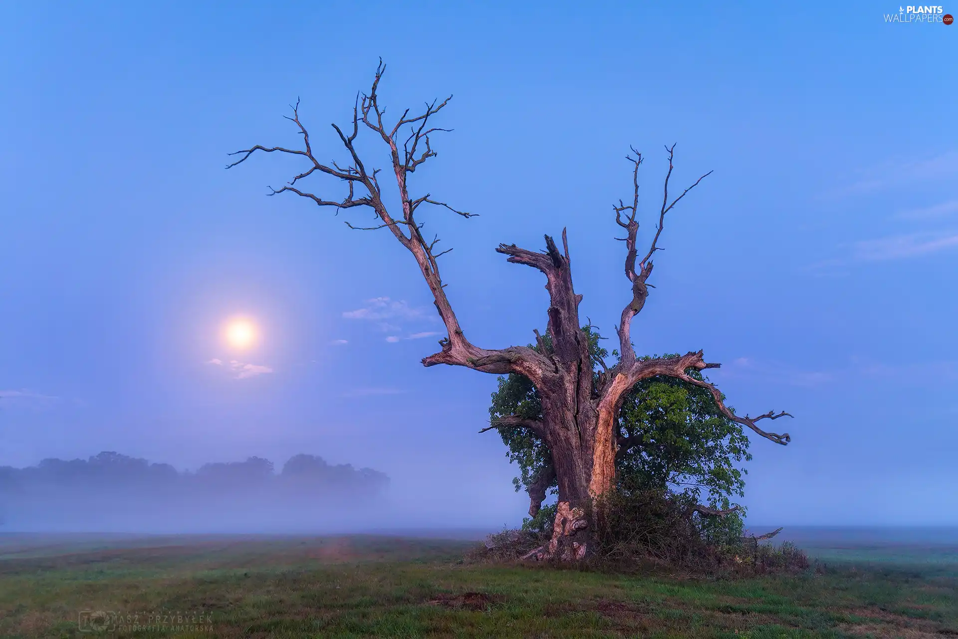 trunk, trees, moon, Fog, oak, withered