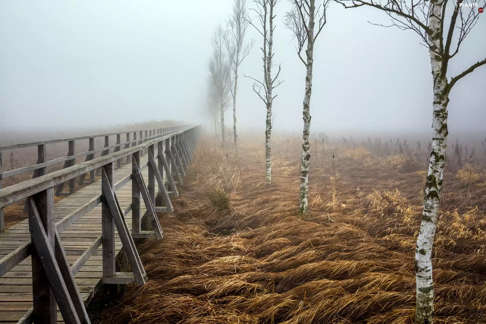 trees, Baden-Württemberg, wooden, birch, Platform, Germany, Bad Buchau, Fog, viewes, grass