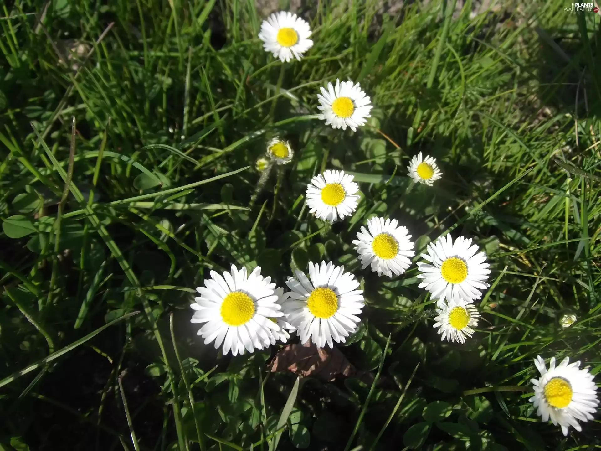 folks, Daisies