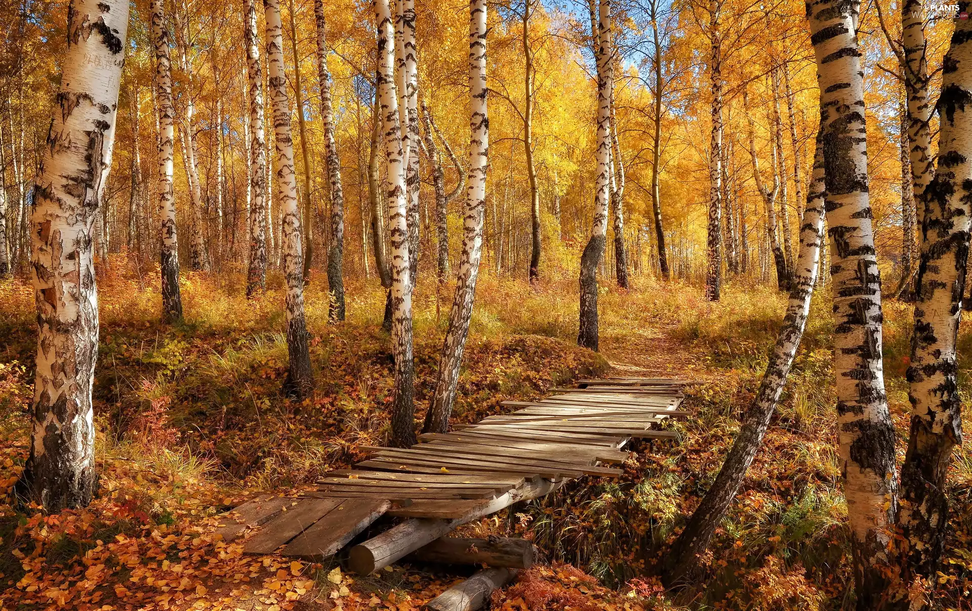 footbridge, forest, birch