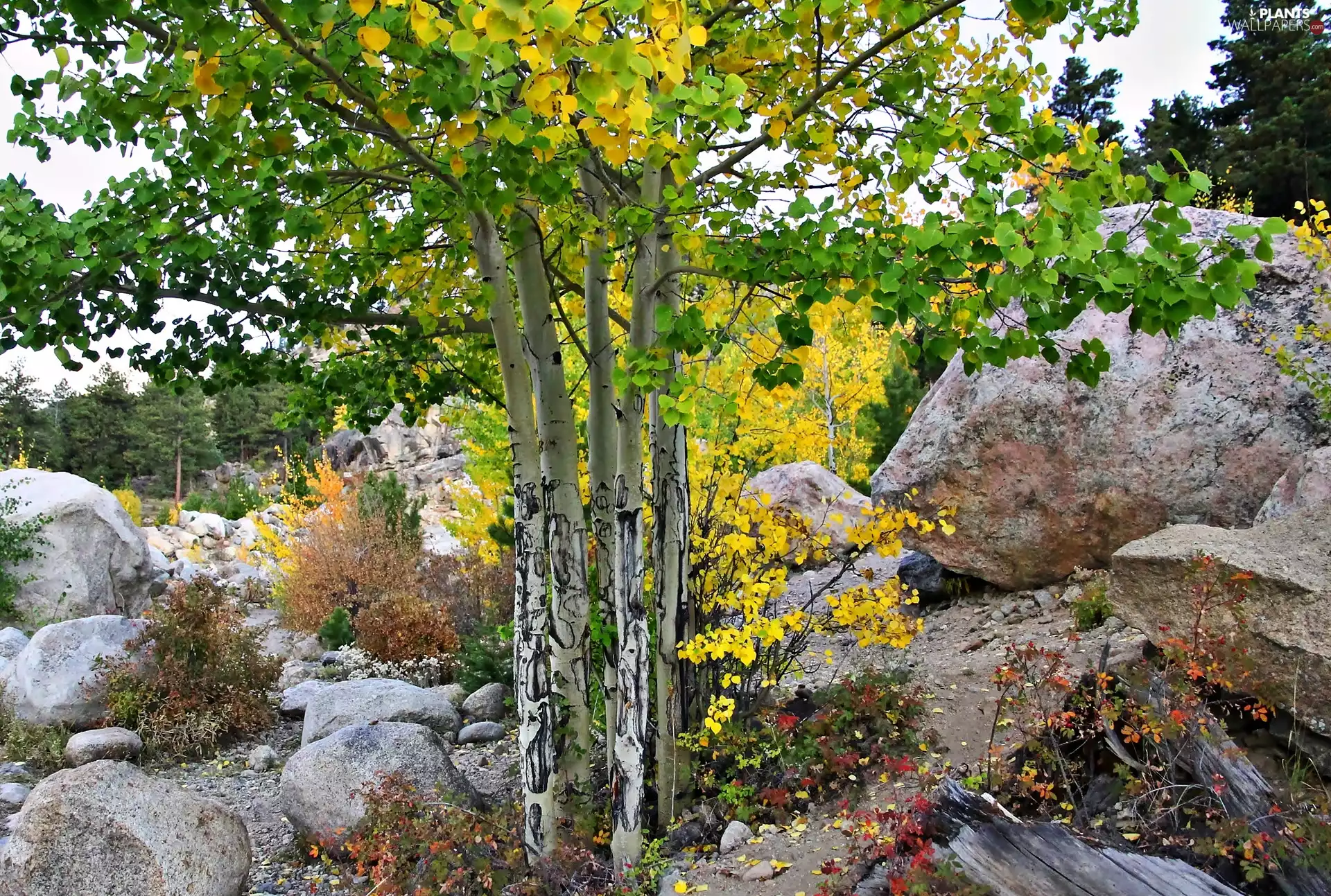 autumn, boulders, birch, forest
