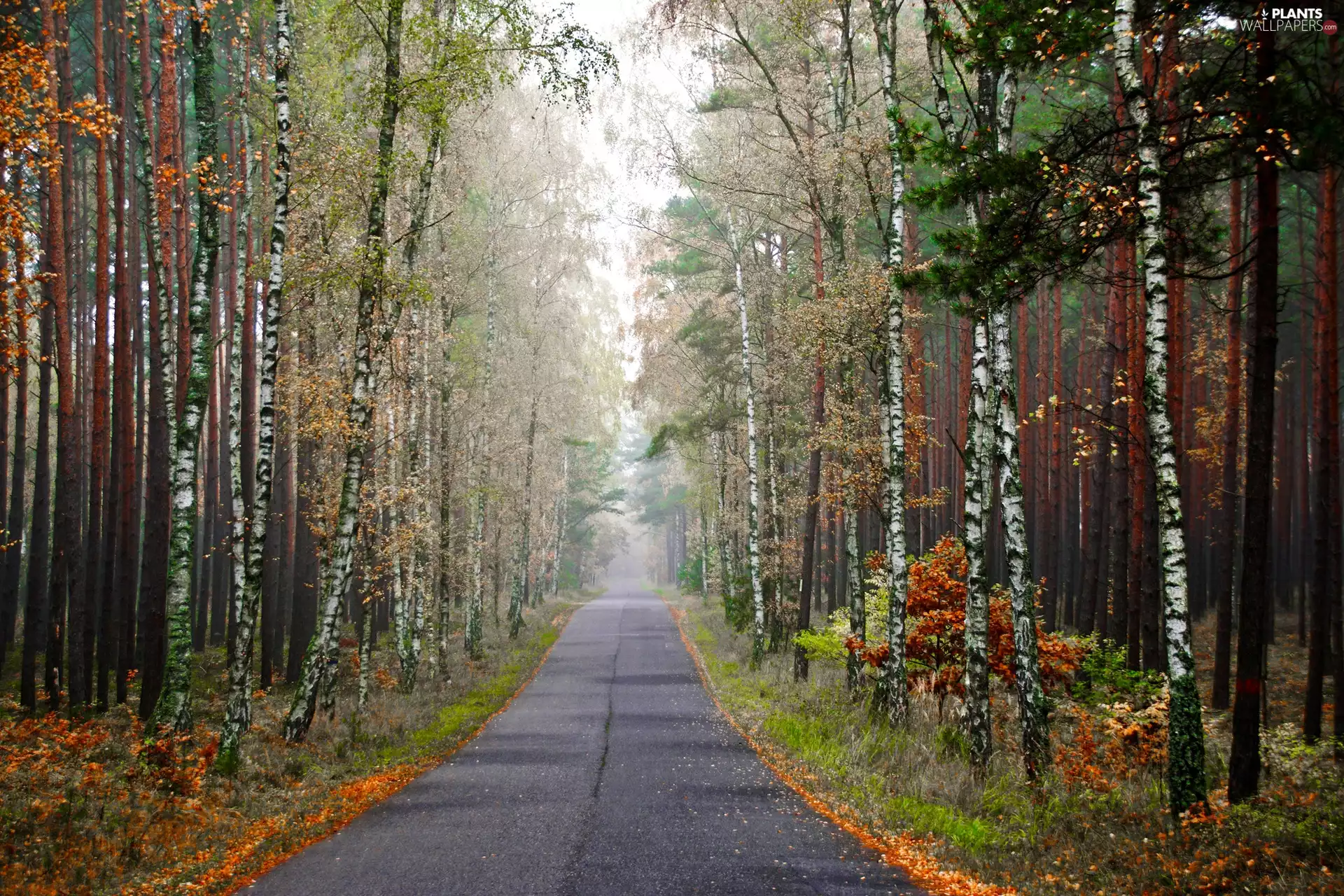 autumn, Way, birch, forest