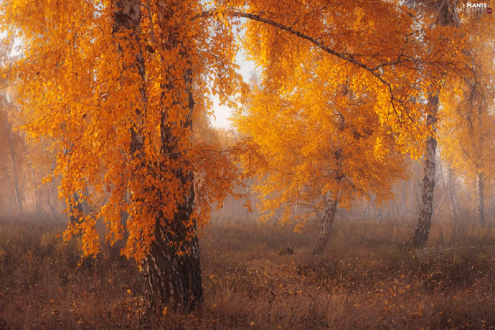 autumn, birch, Fog, forest
