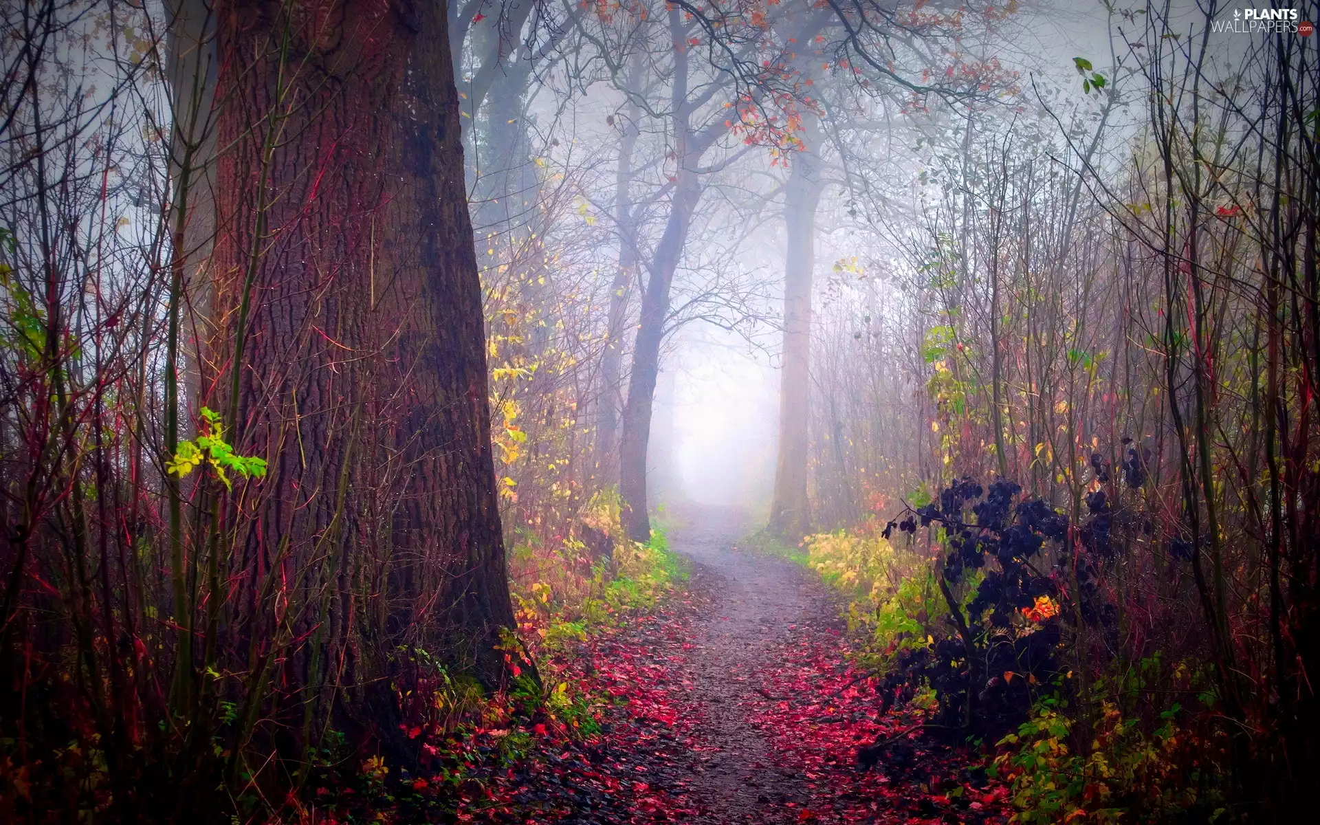 autumn, Path, Fog, forest