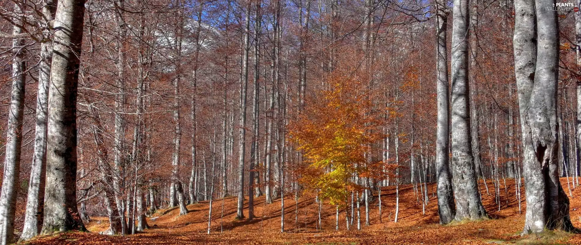 Autumn, fallen, Leaf, forest