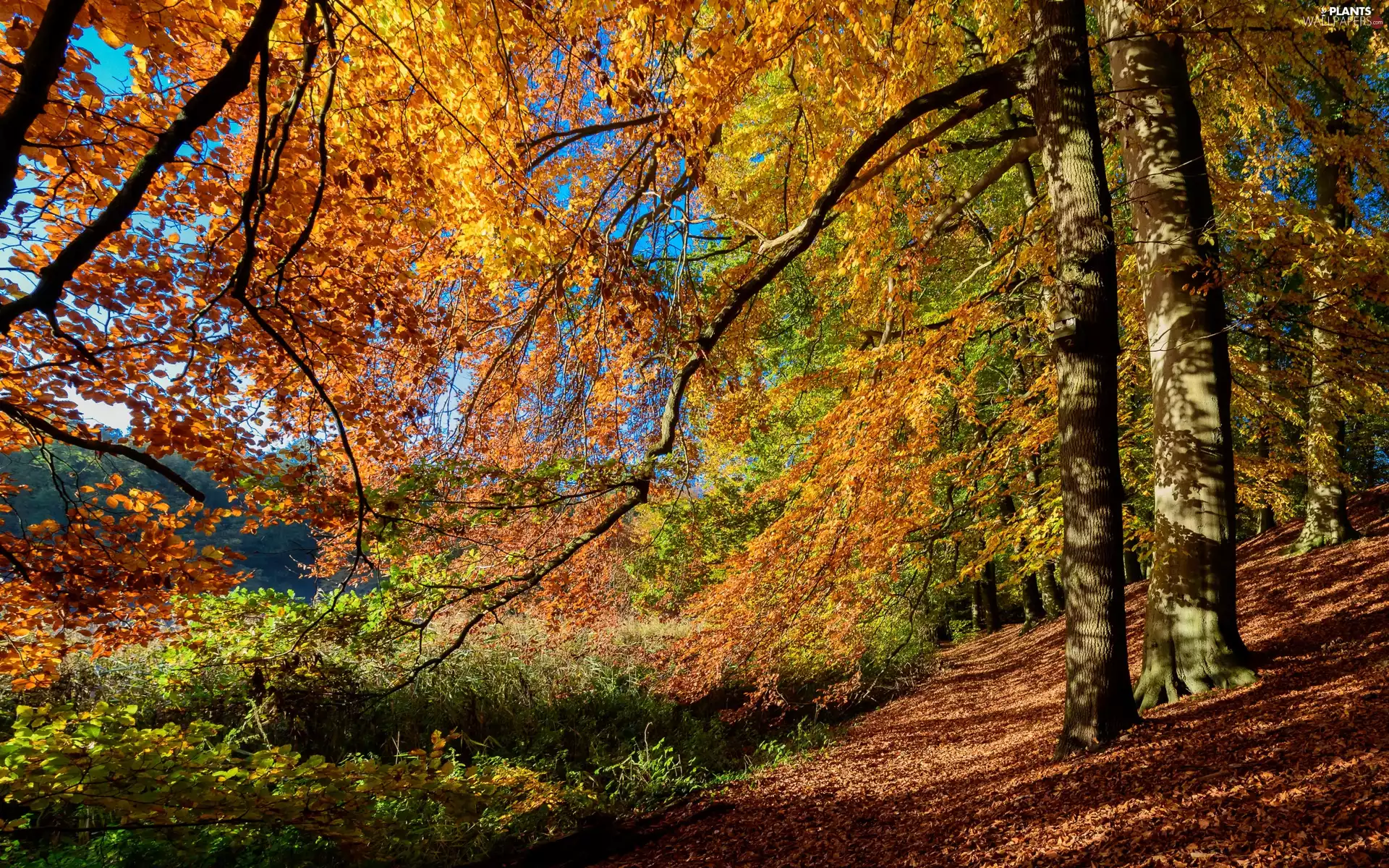viewes, branch pics, forest, trees, autumn