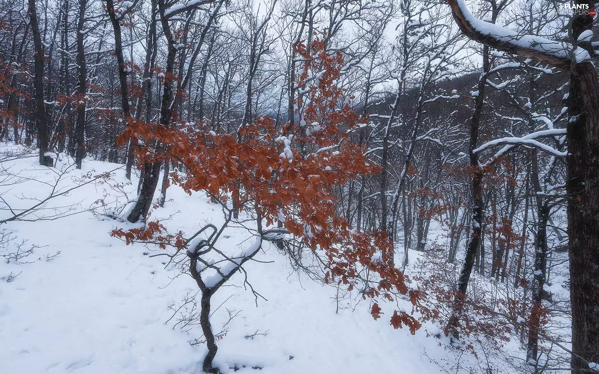 trees, snow, Autumn, forest, winter, viewes, Leaf