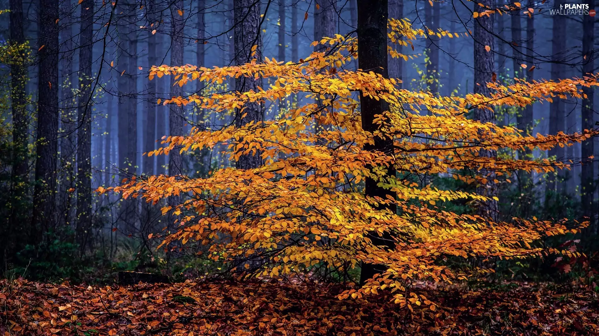 autumn, trees, viewes, forest