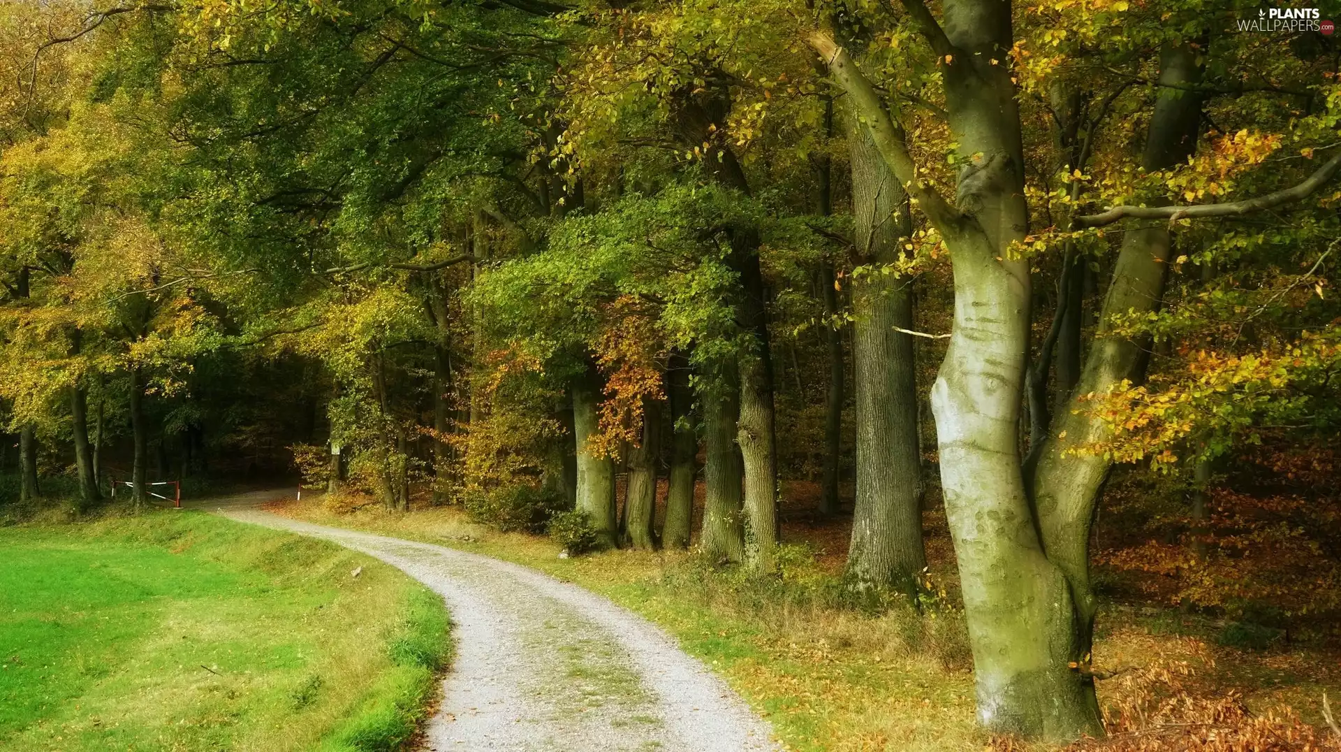 viewes, forest, autumn, trees, Way