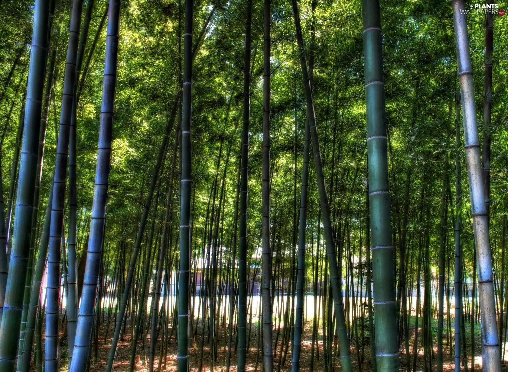 bamboo, forest