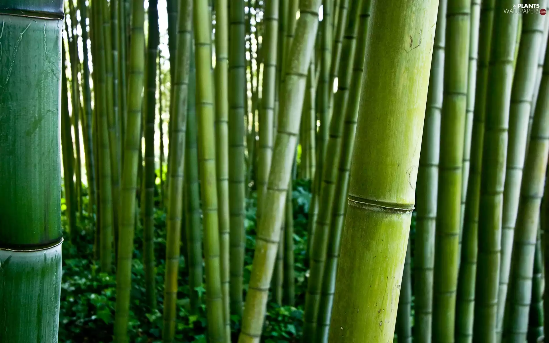 forest, bamboo