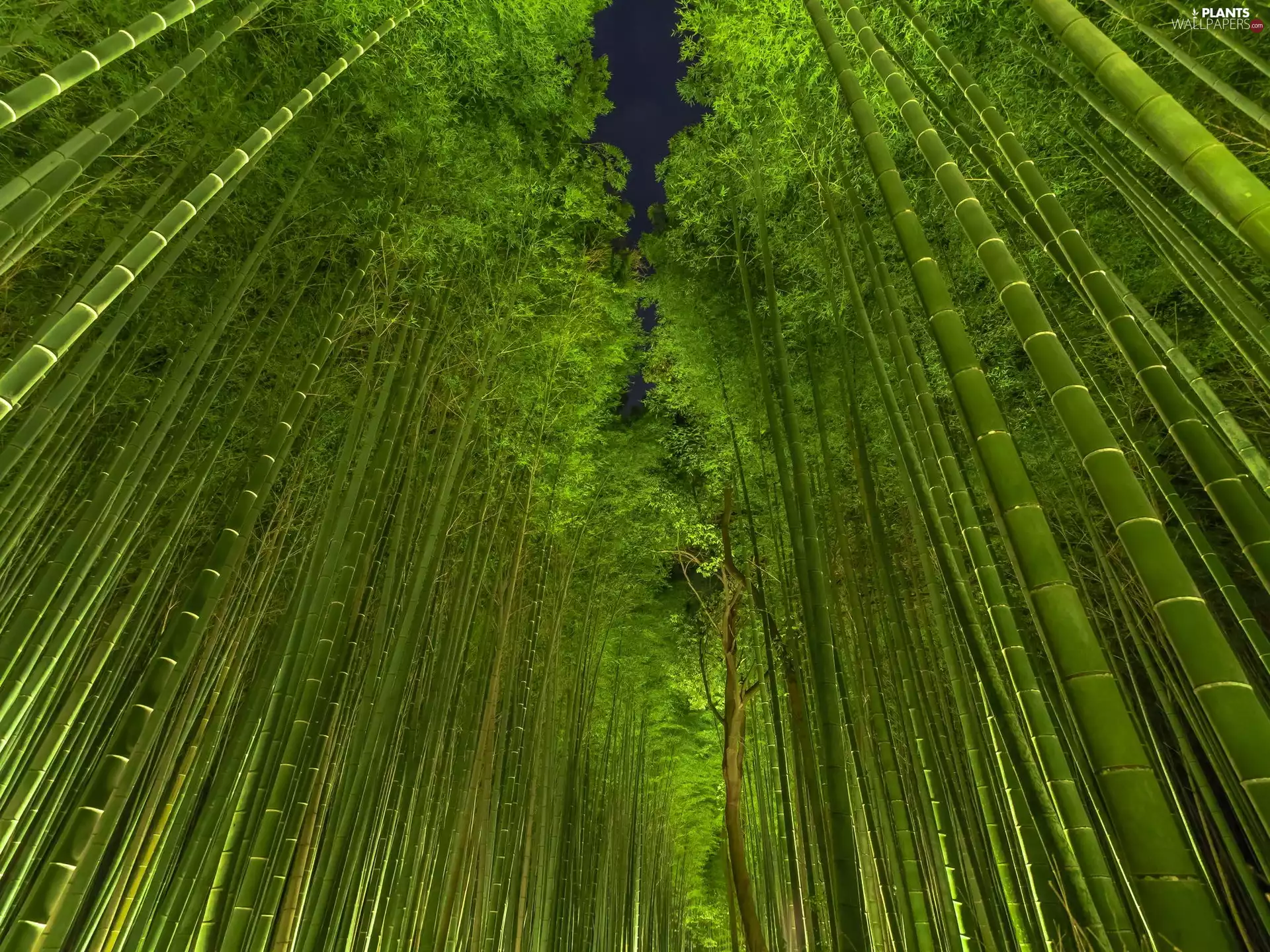 bamboo, Sky, Night, forest