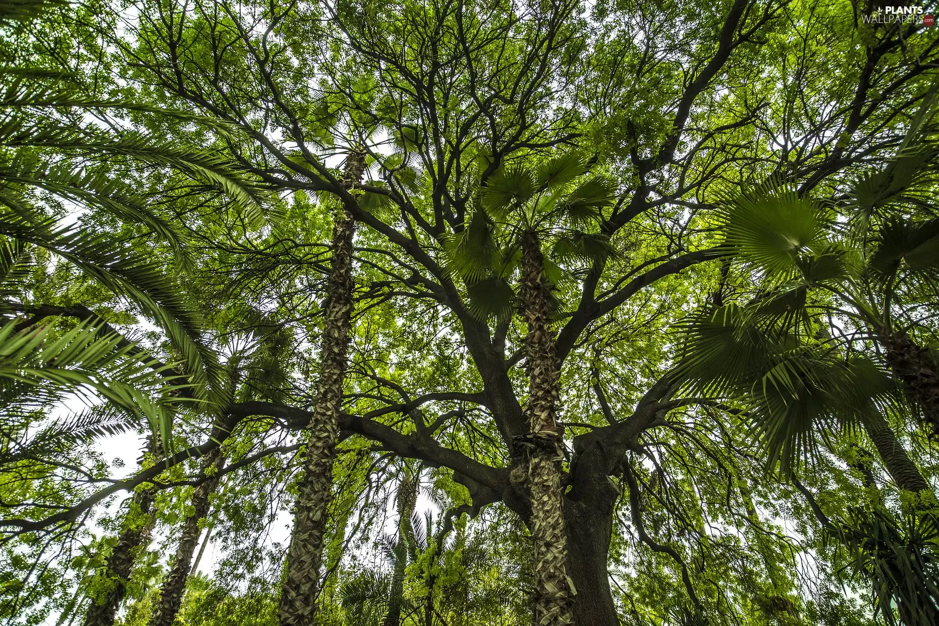 bamboo, trees, viewes, forest