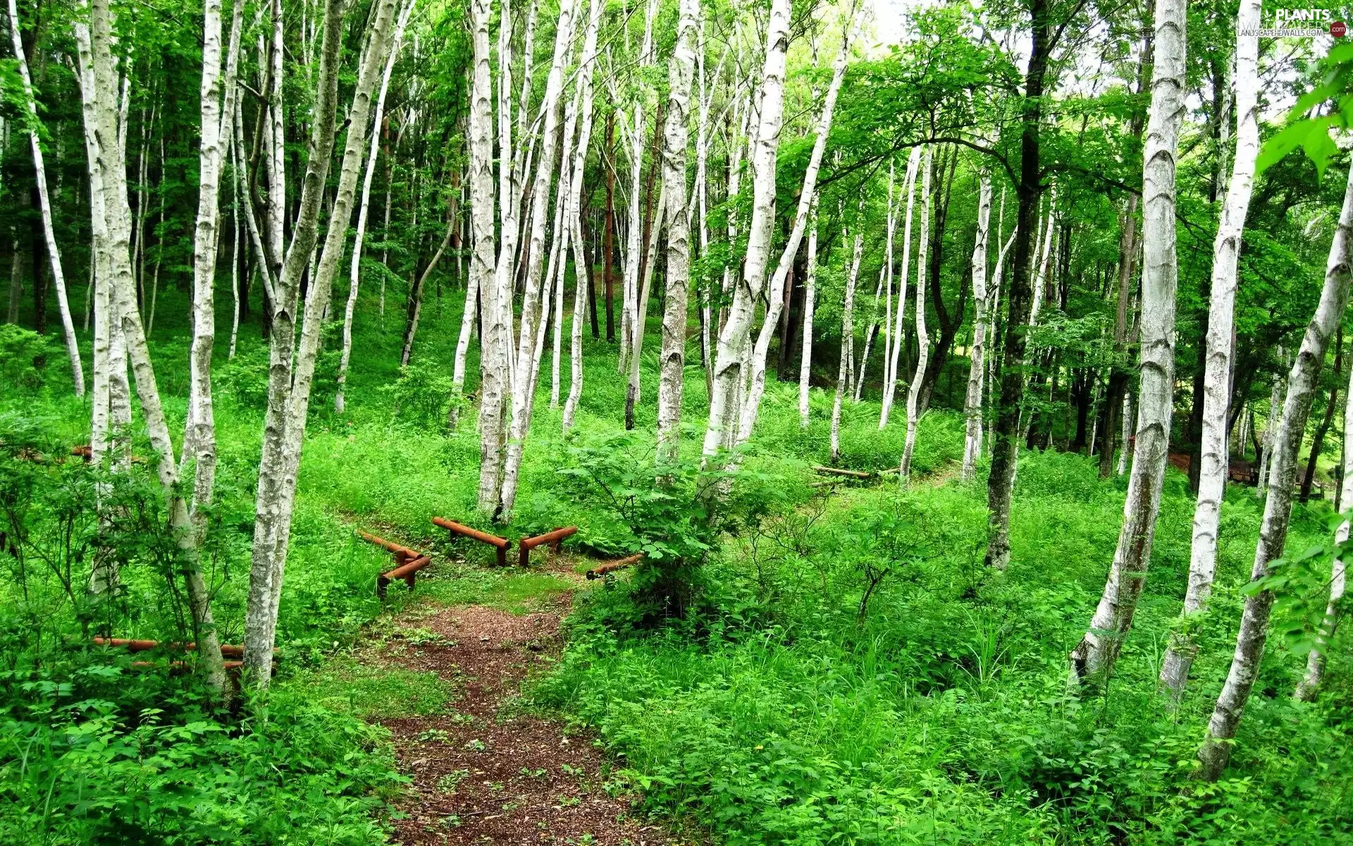 forest, birch