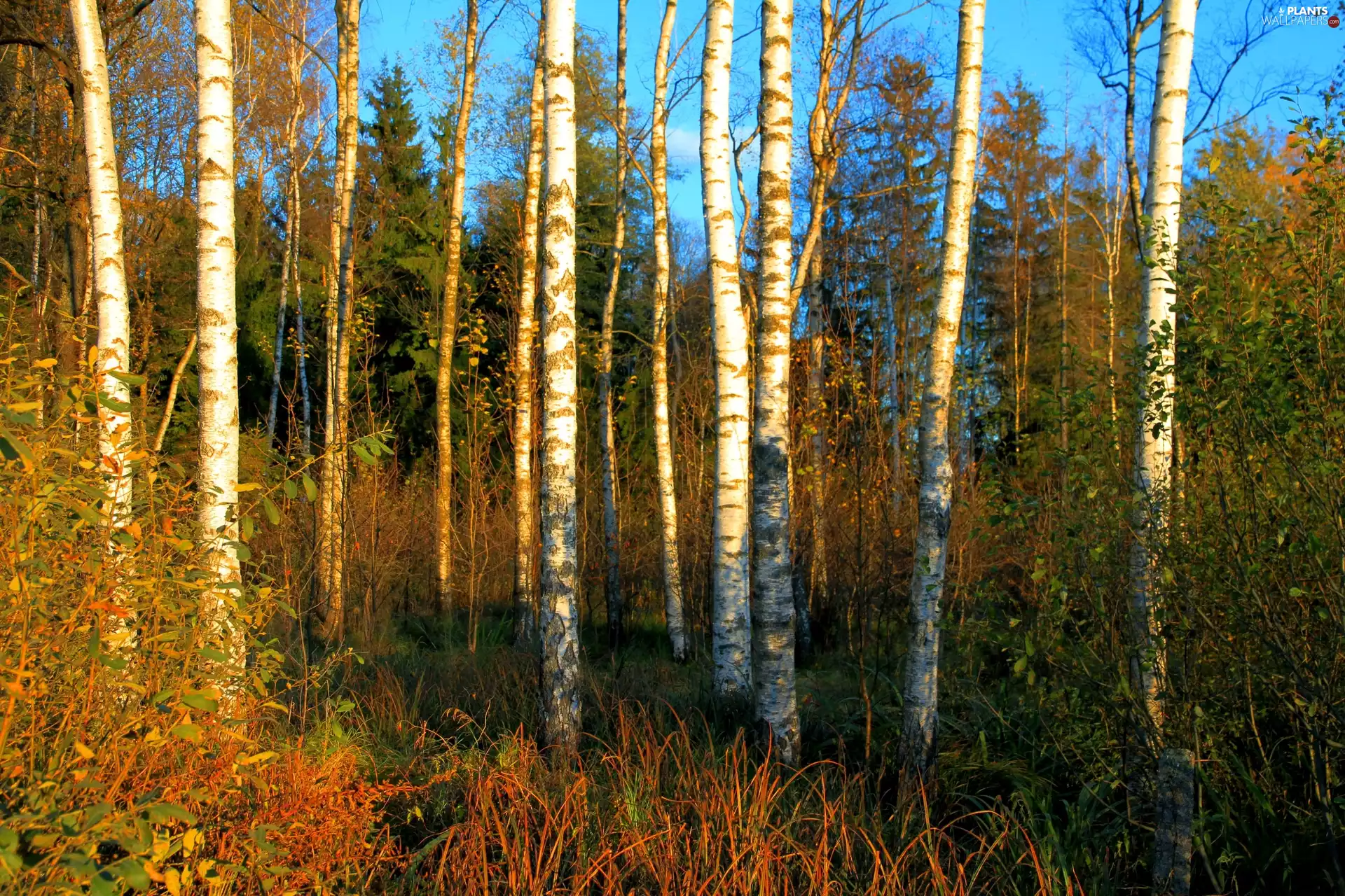 forest, birch