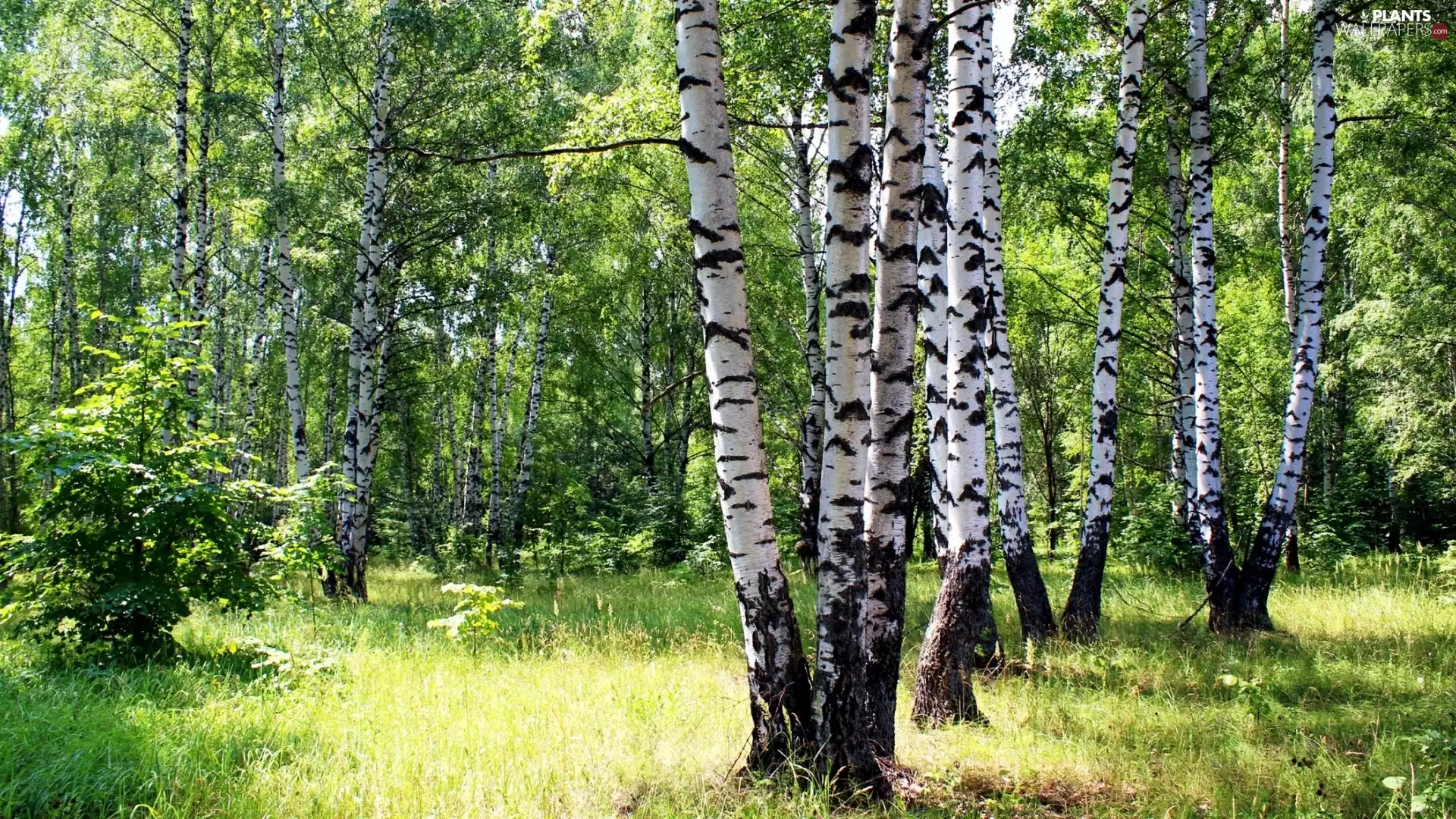 forest, birch