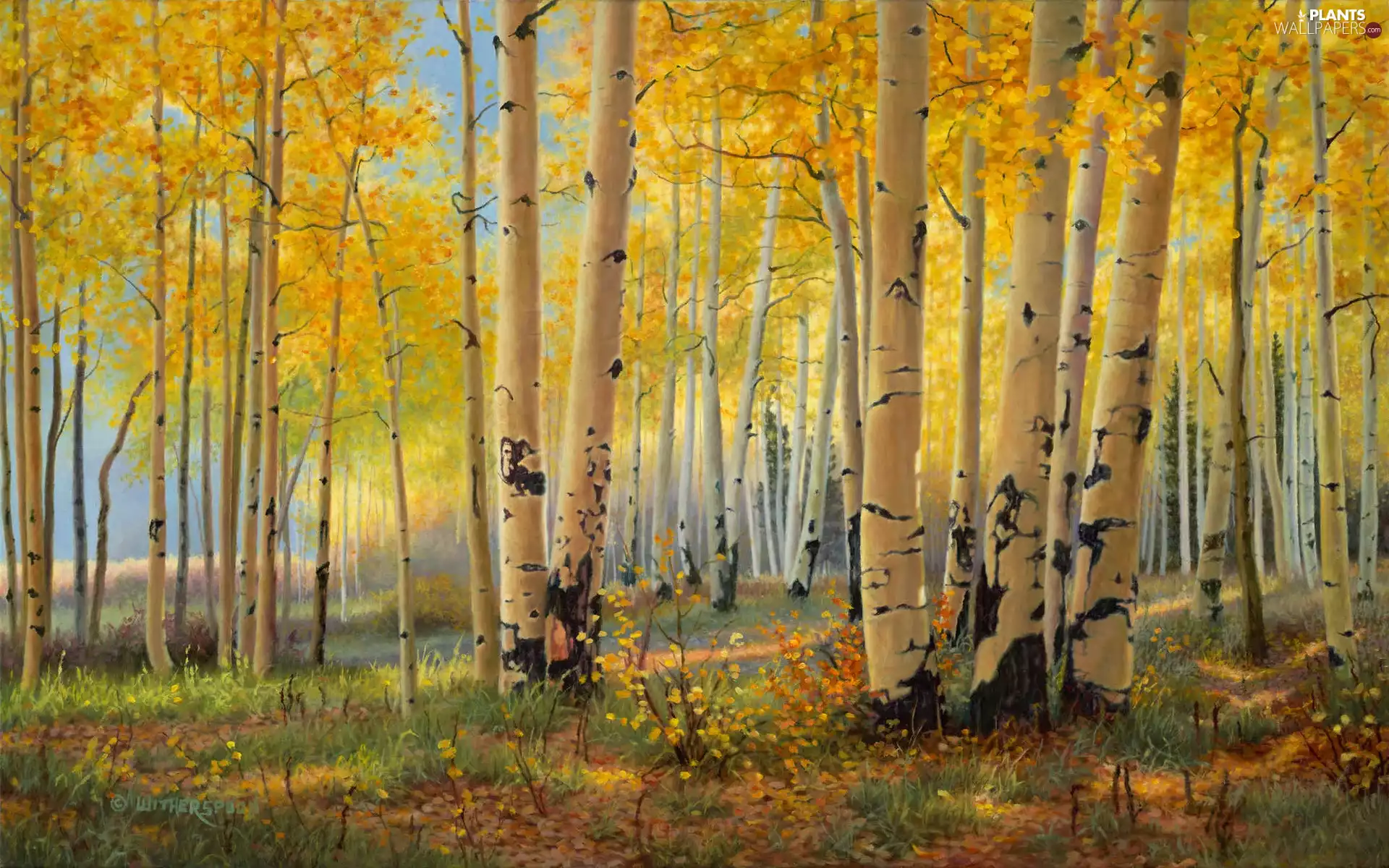forest, birch